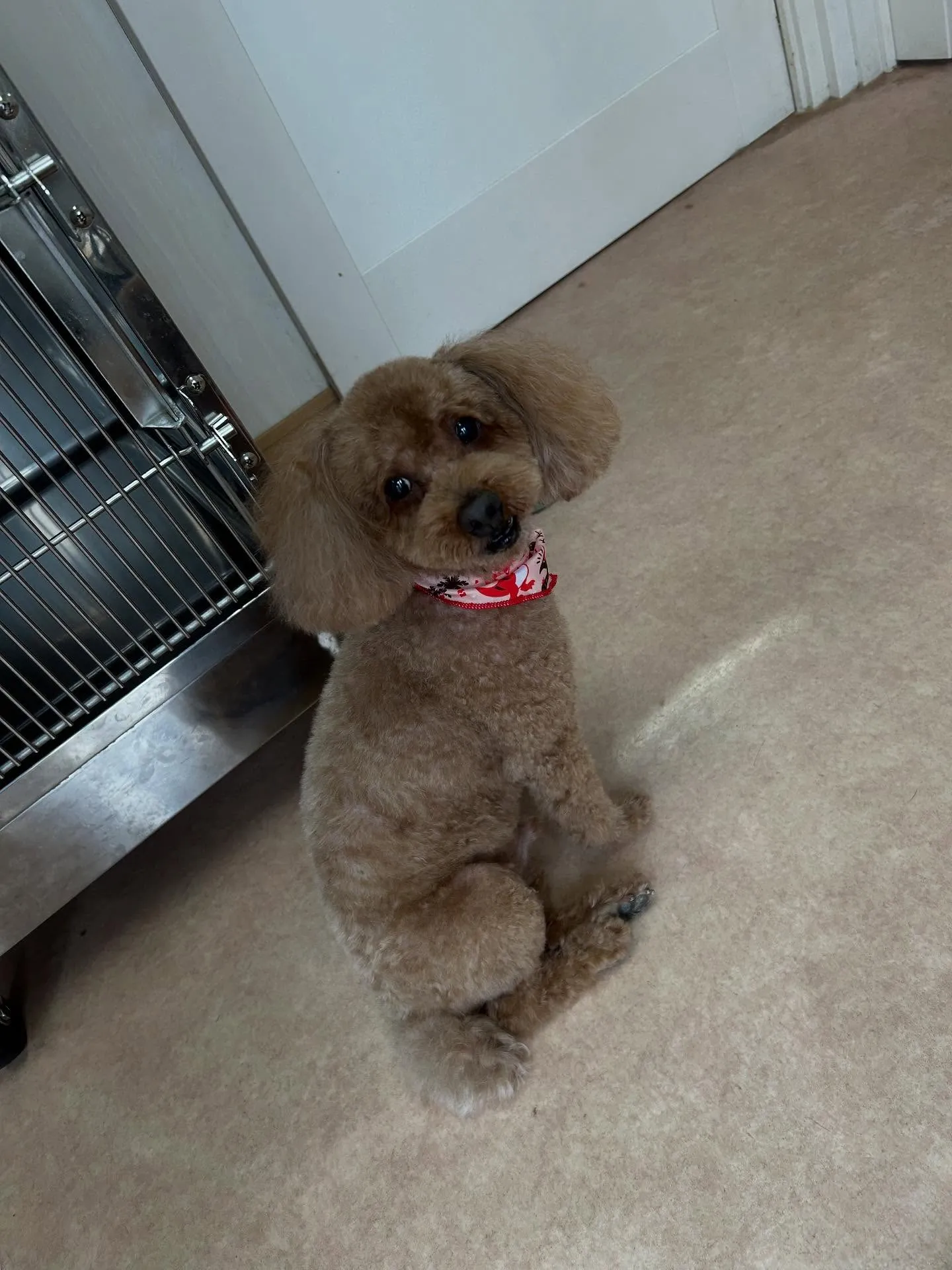 犬のトリミング✂️