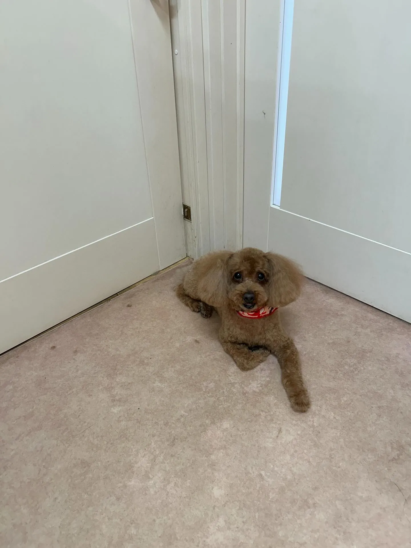 犬のトリミング✂️