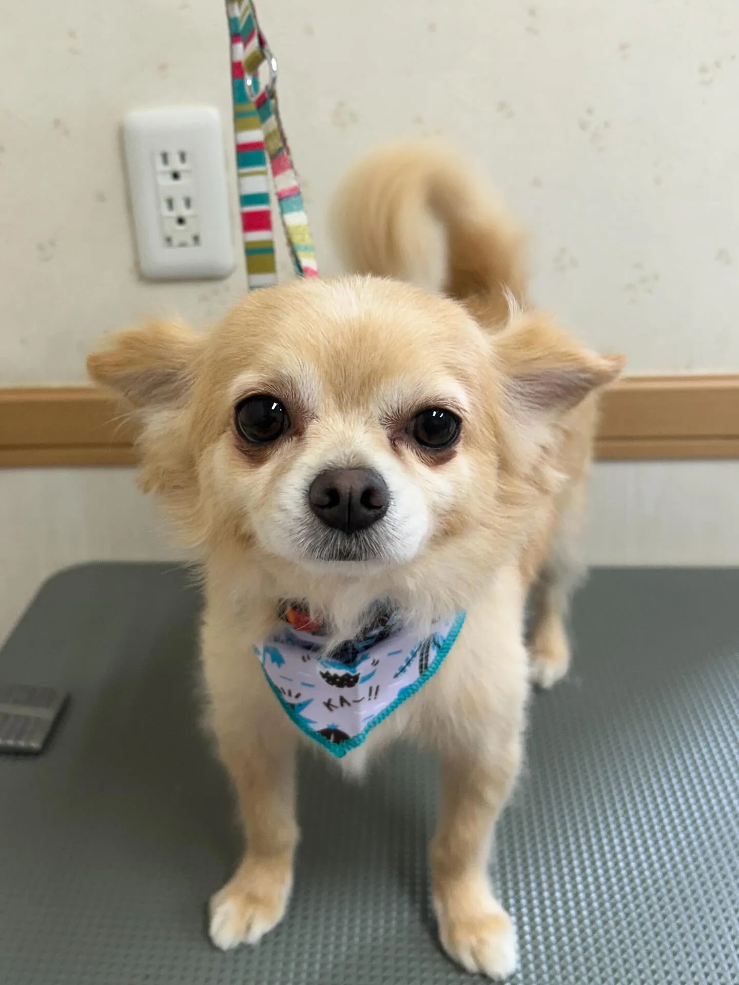 犬のシャンプー🫧