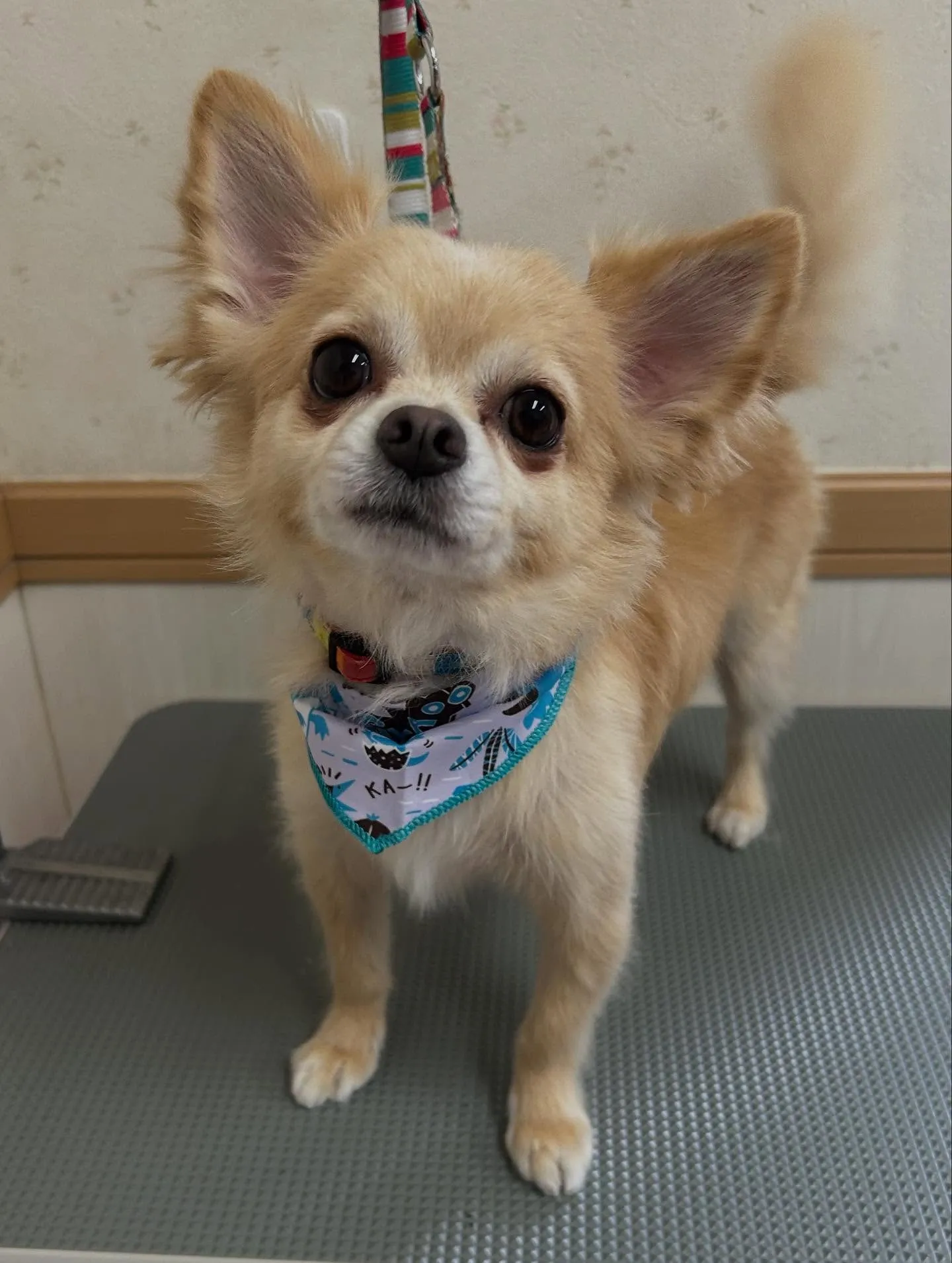 犬のシャンプー🫧