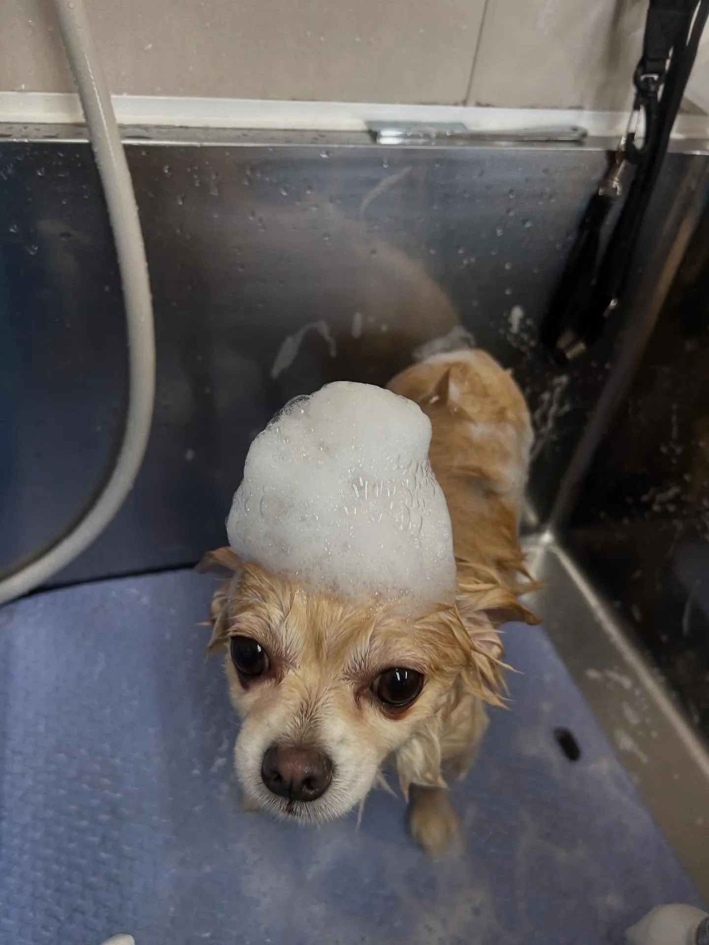 犬のシャンプー🫧