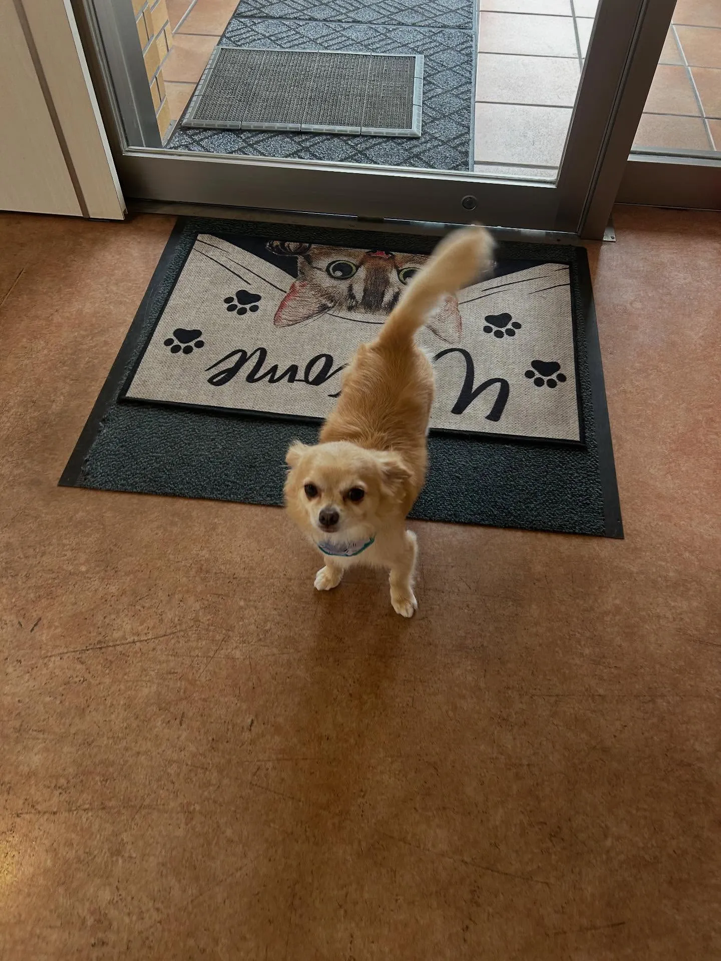 犬のシャンプー🫧
