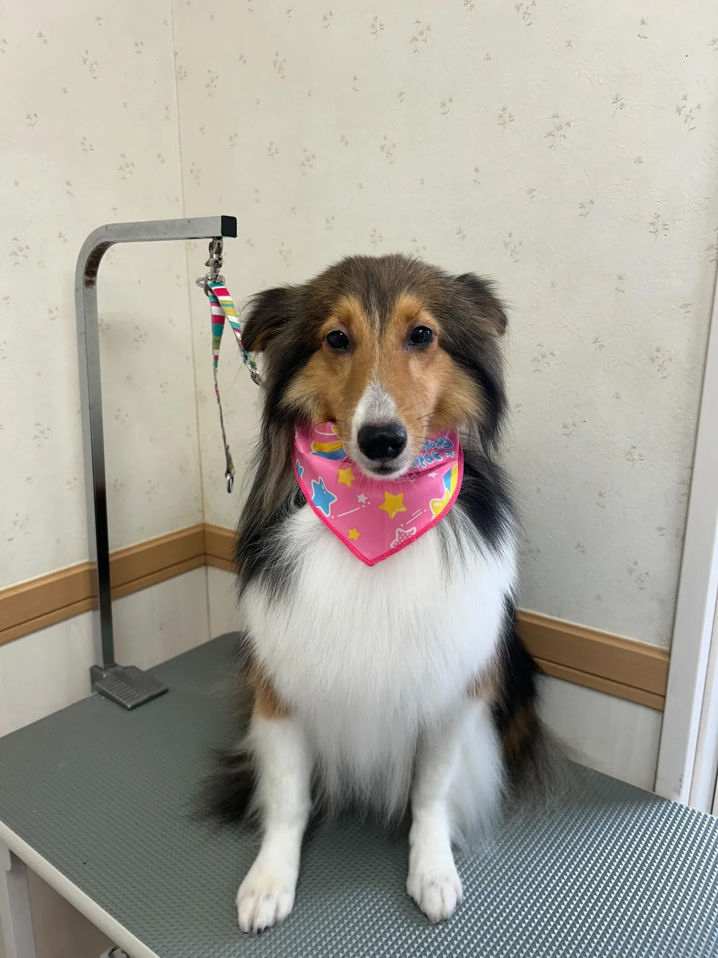 犬のシャンプー🫧