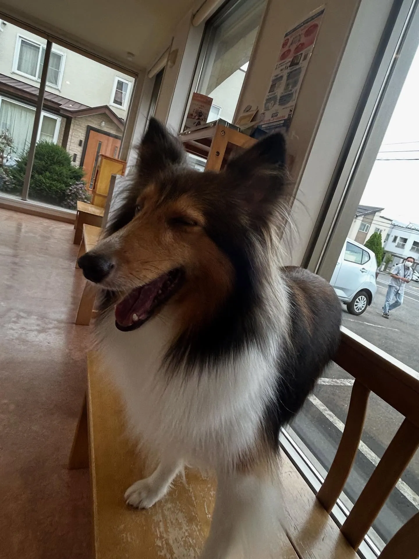 犬のシャンプー🫧