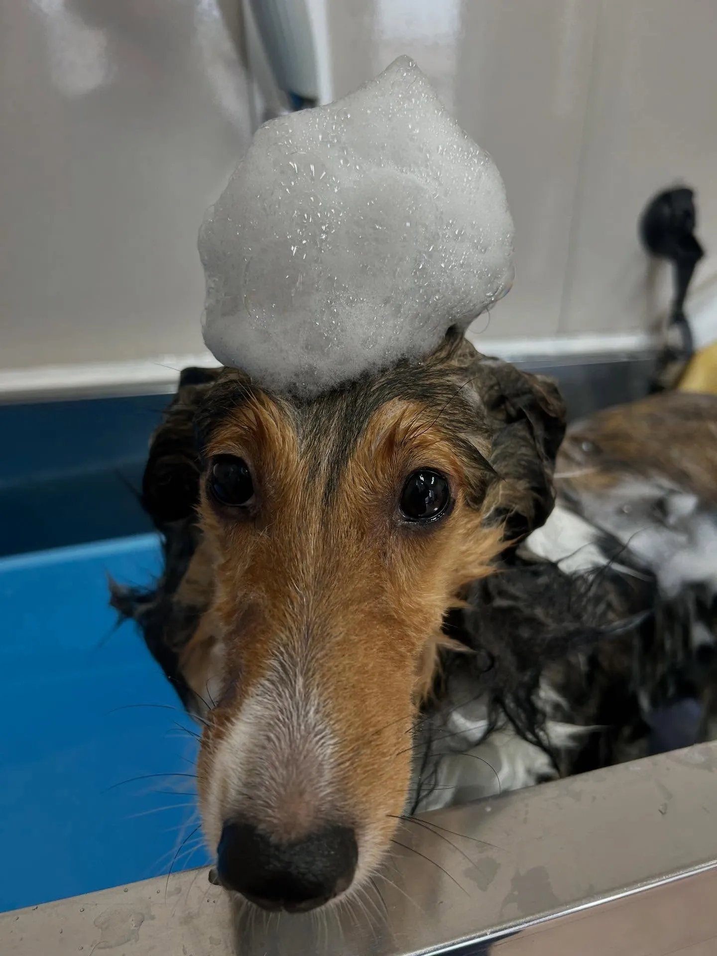 犬のシャンプー🫧