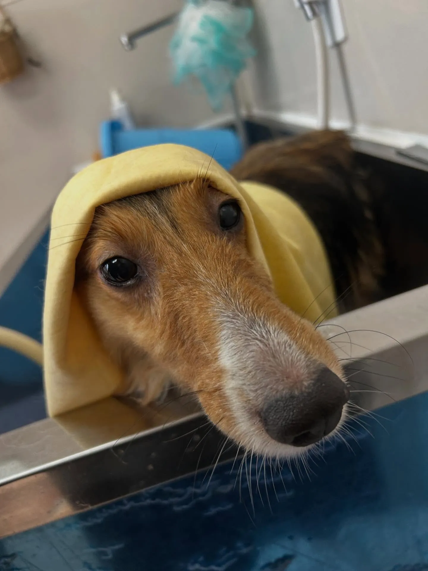 犬のシャンプー🫧