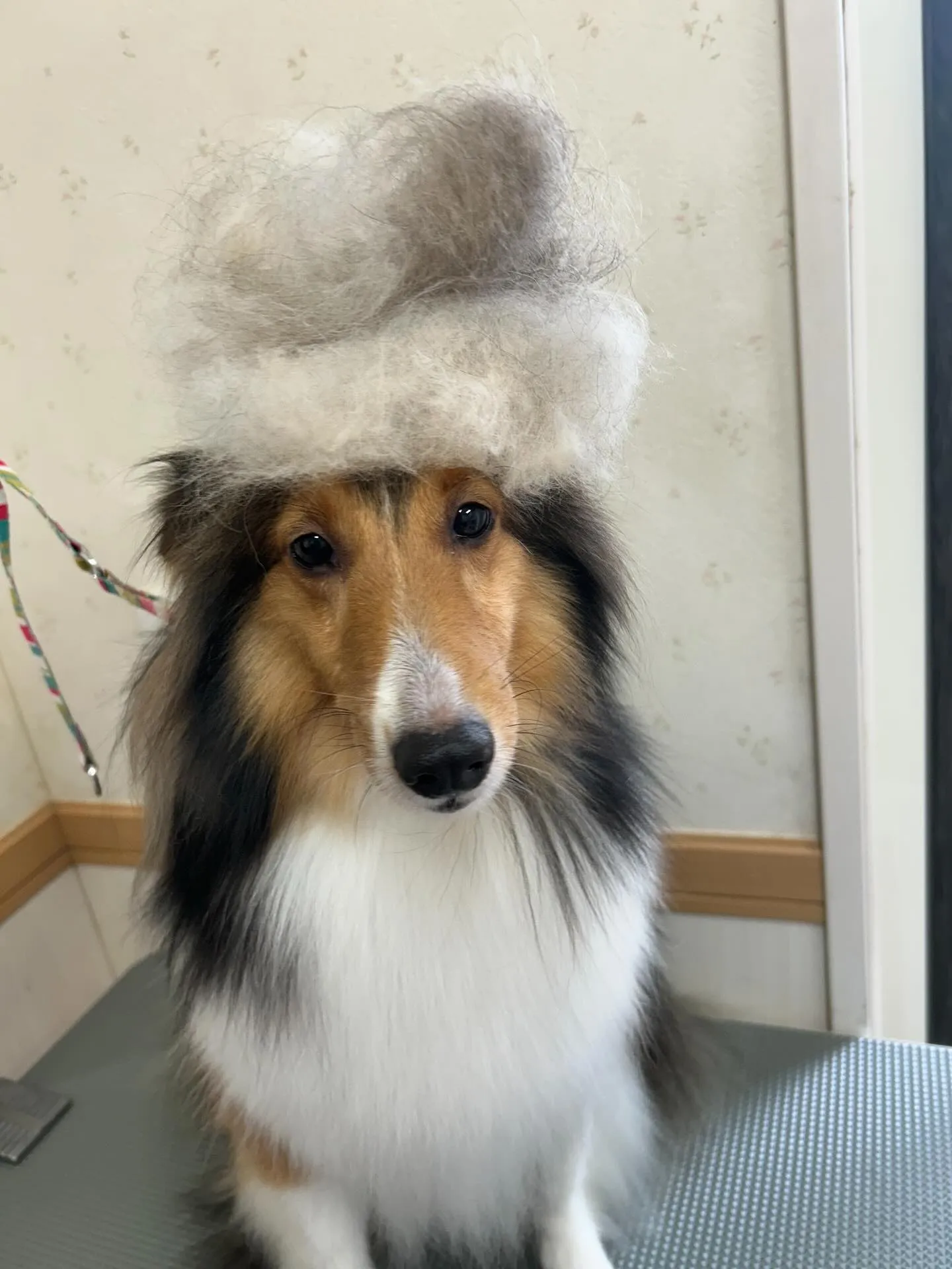 犬のシャンプー🫧