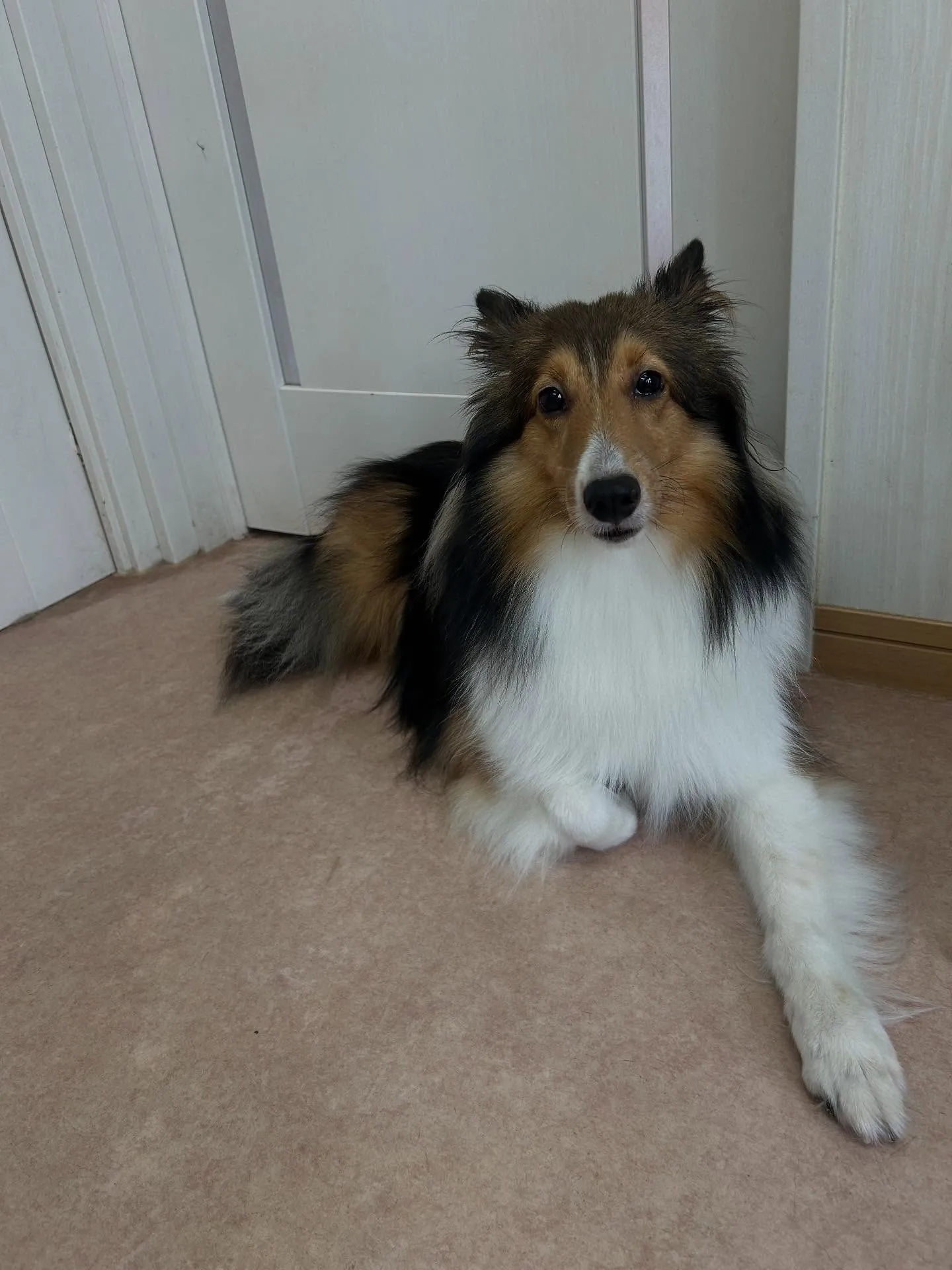 犬のシャンプー🫧