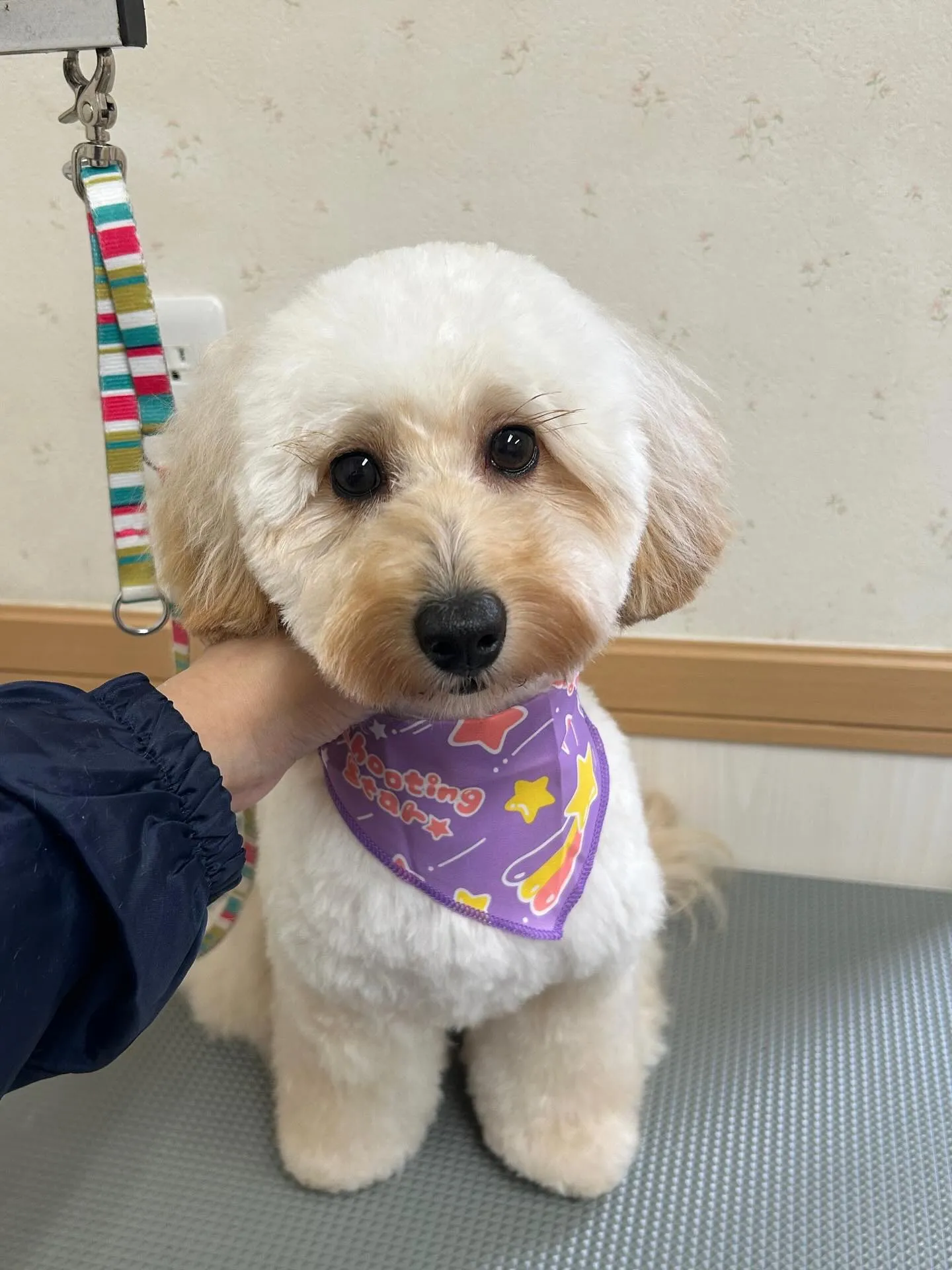 犬のトリミング✂️