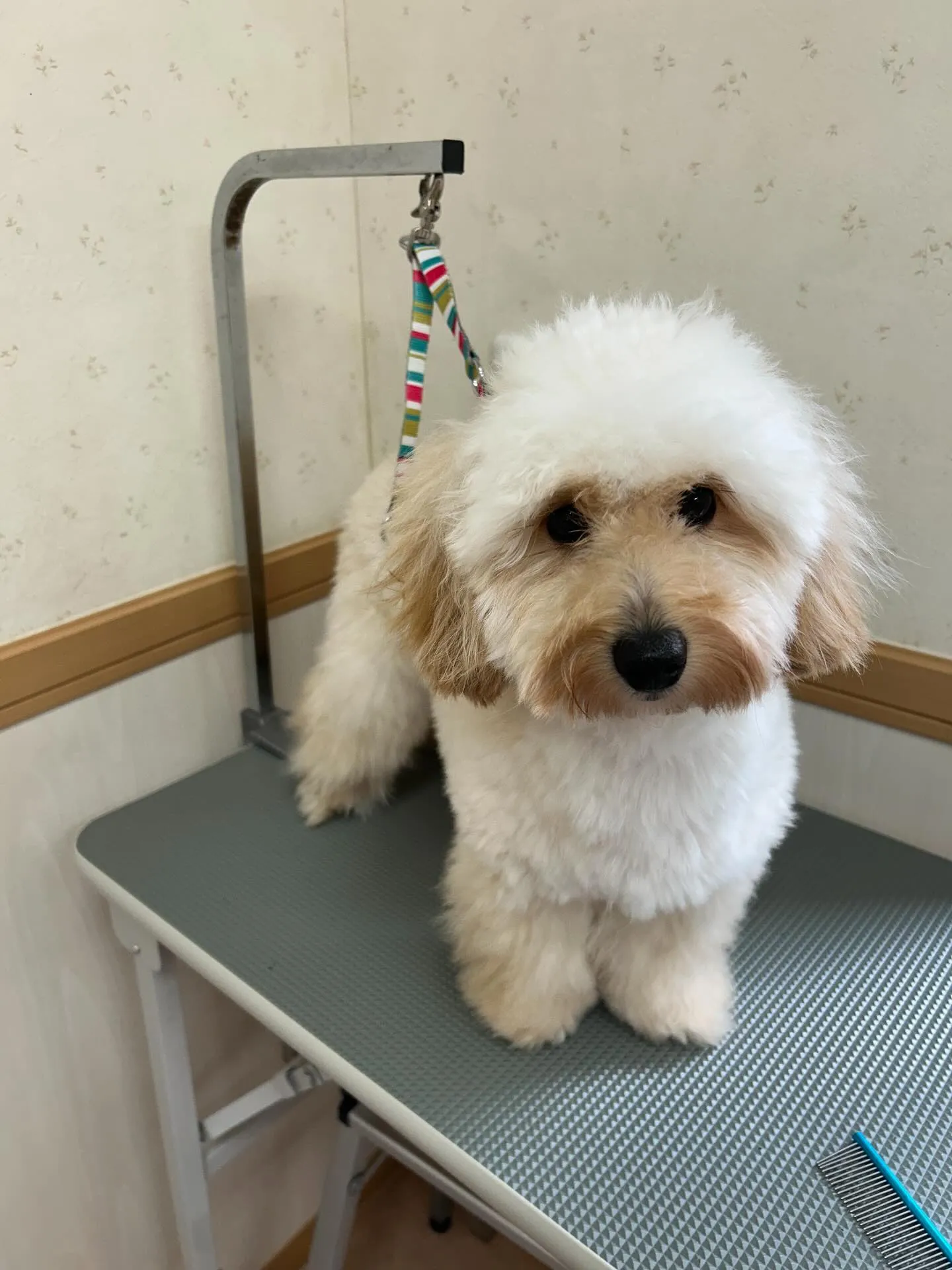 犬のトリミング✂️