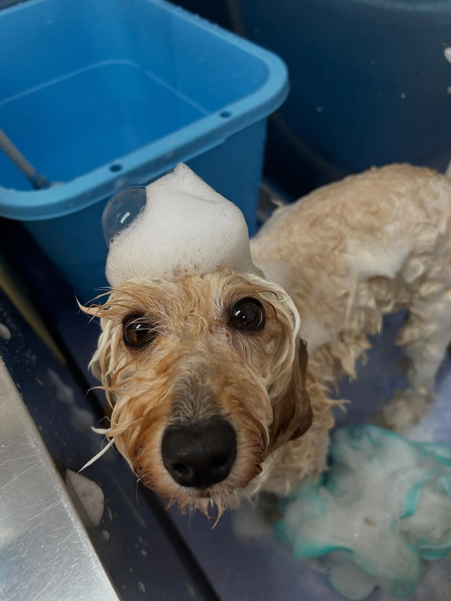 犬のトリミング✂️