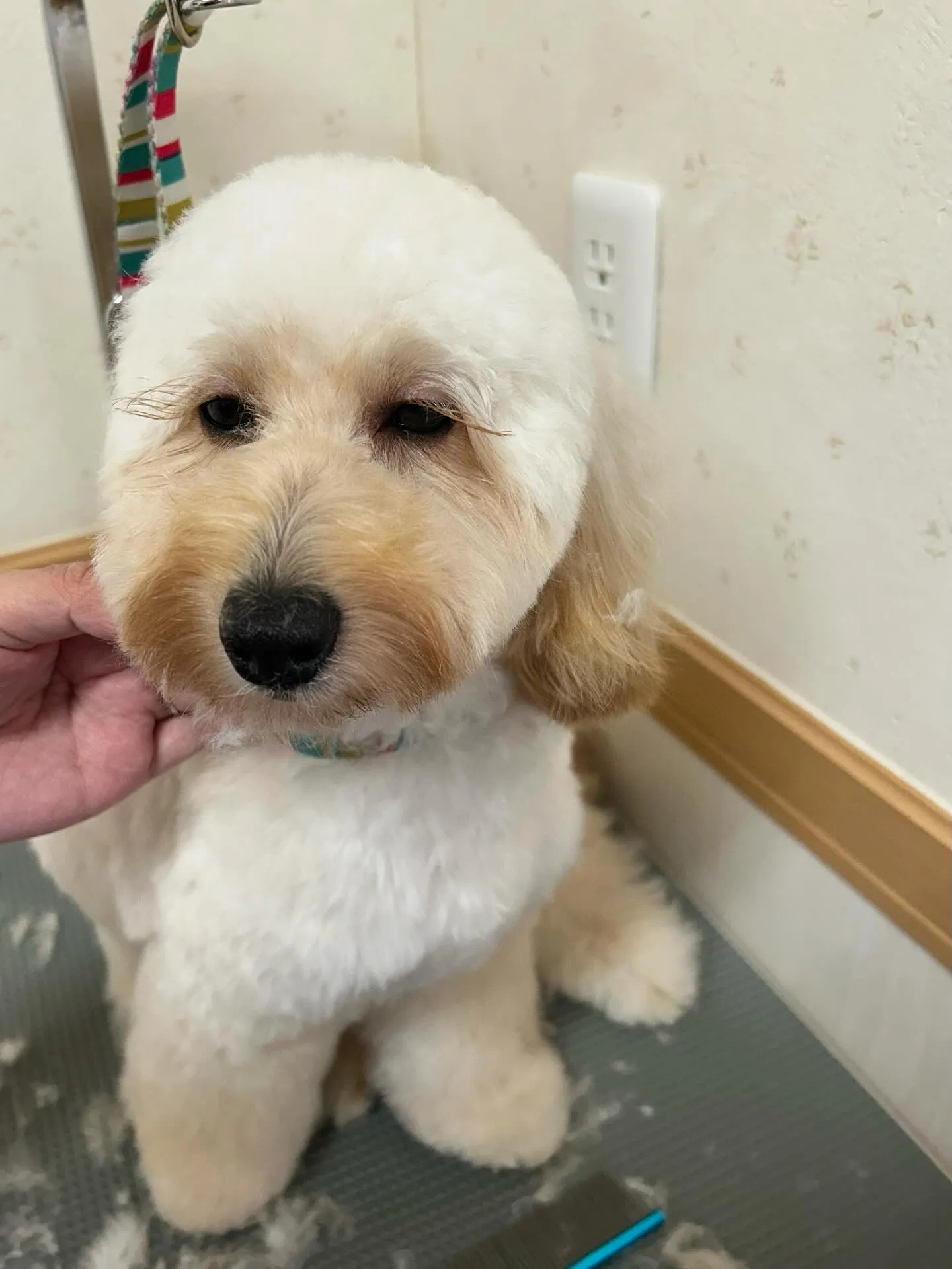 犬のトリミング✂️