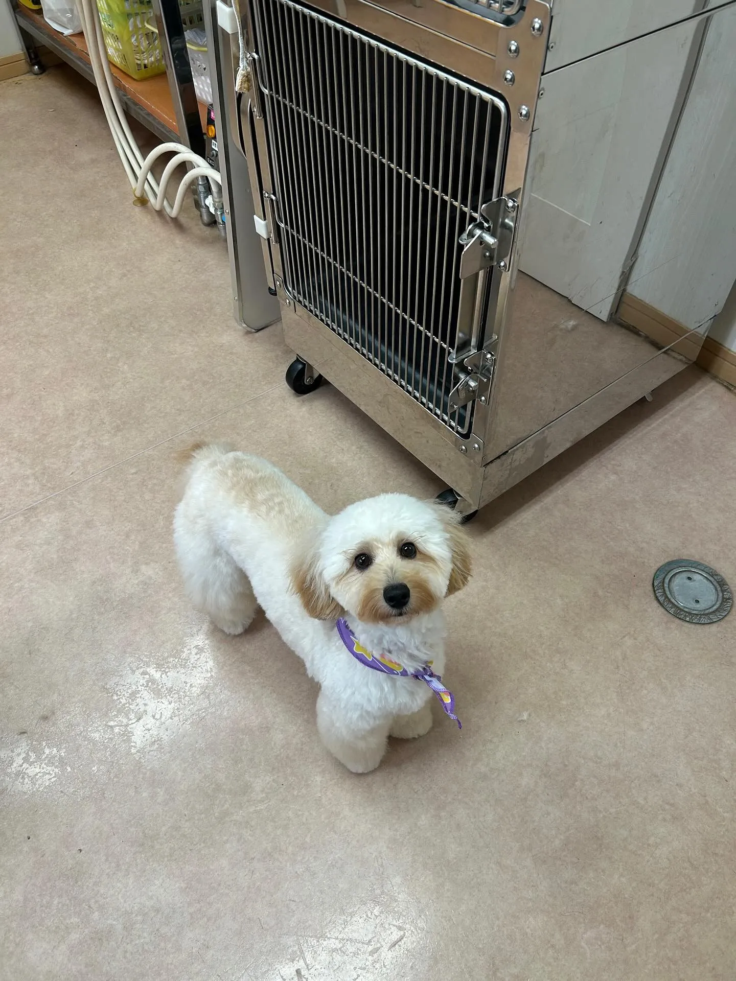 犬のトリミング✂️