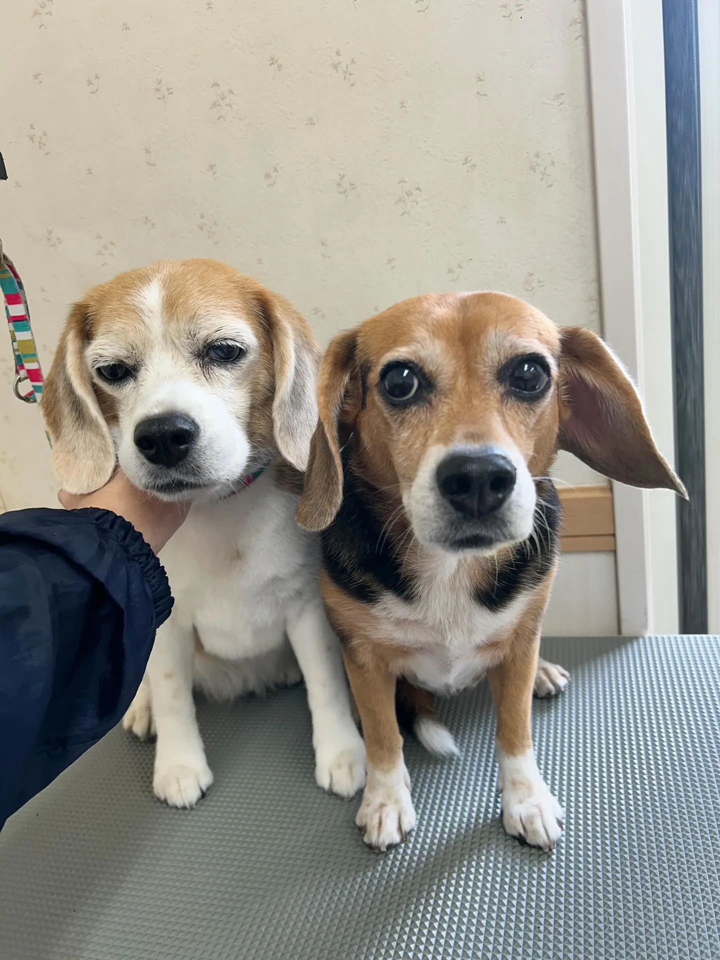 犬のシャンプー🫧