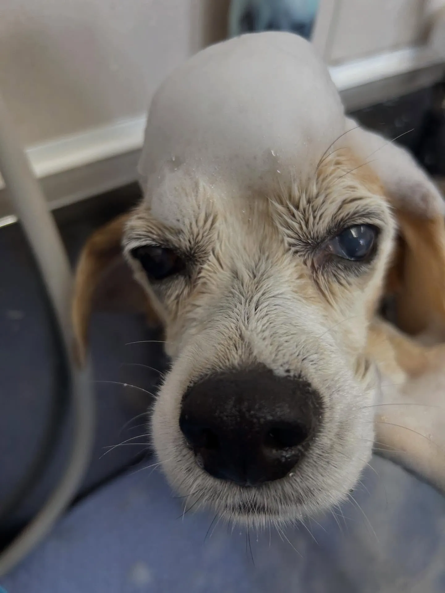 犬のシャンプー🫧