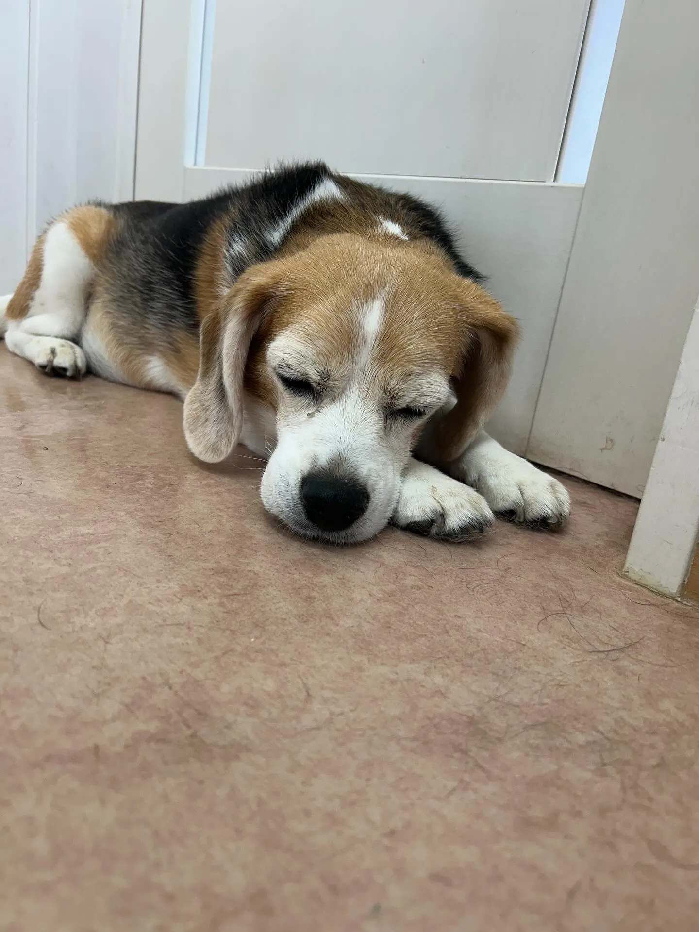 犬のシャンプー🫧