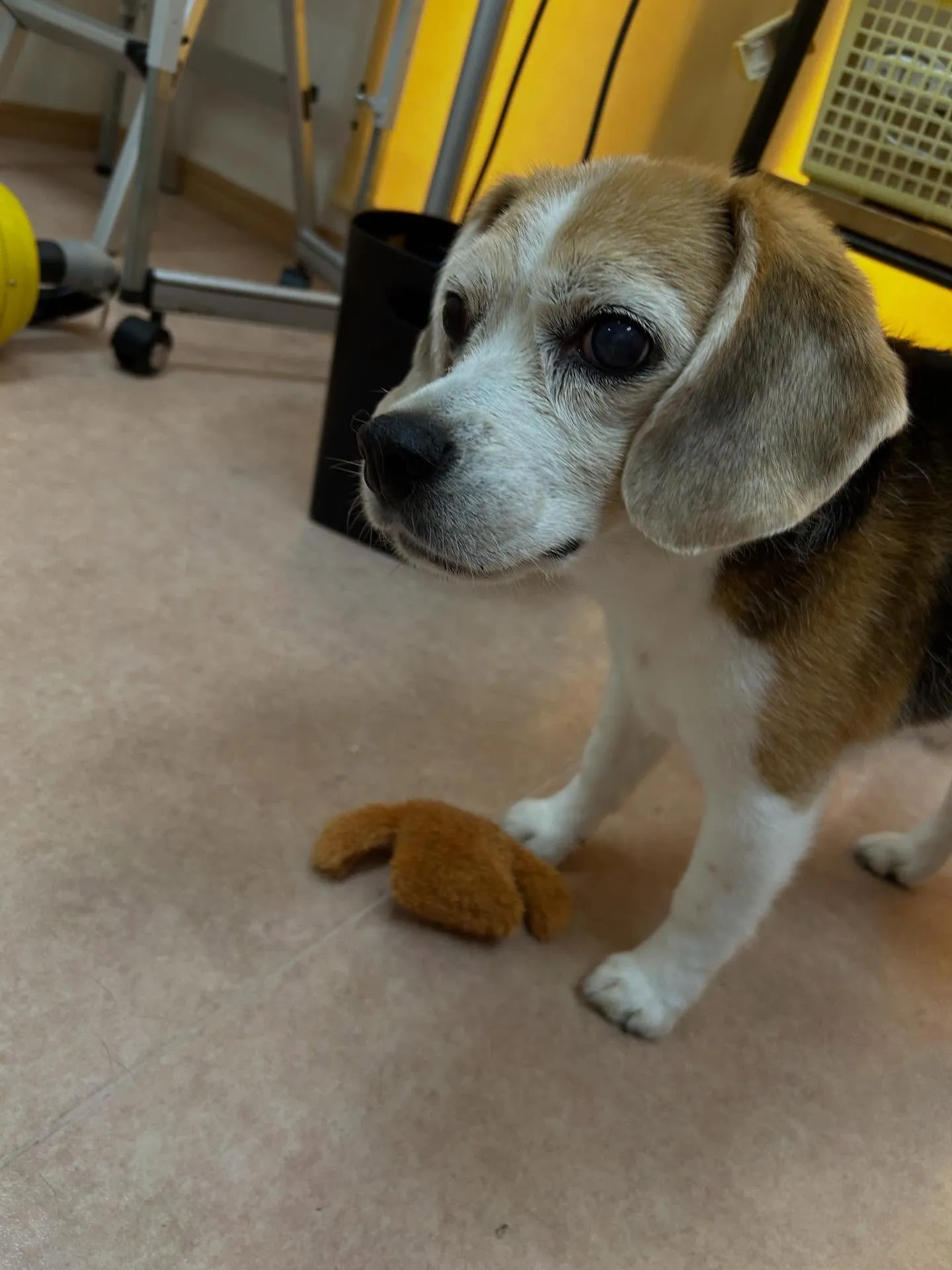 犬のシャンプー🫧