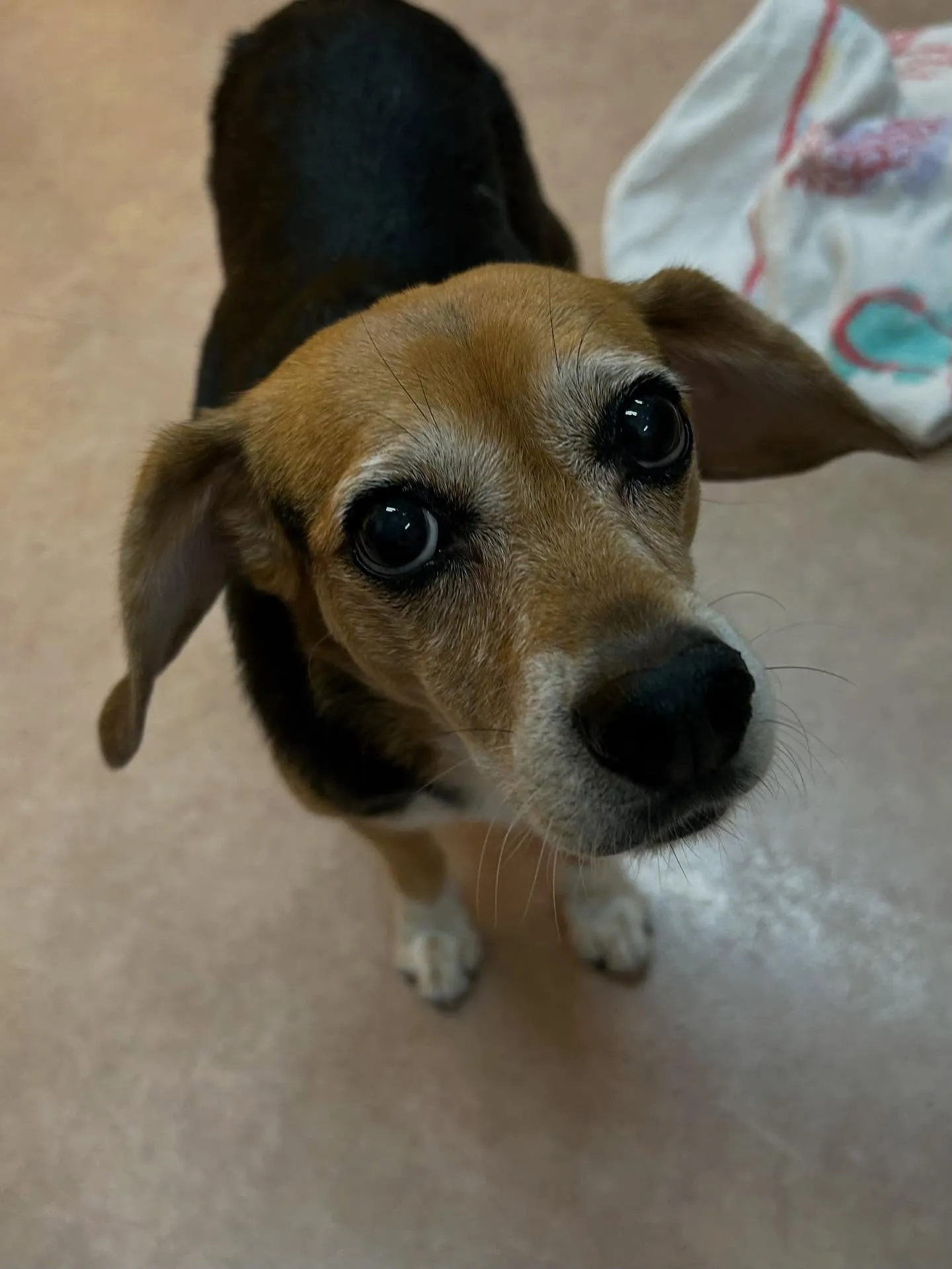 犬のシャンプー🫧