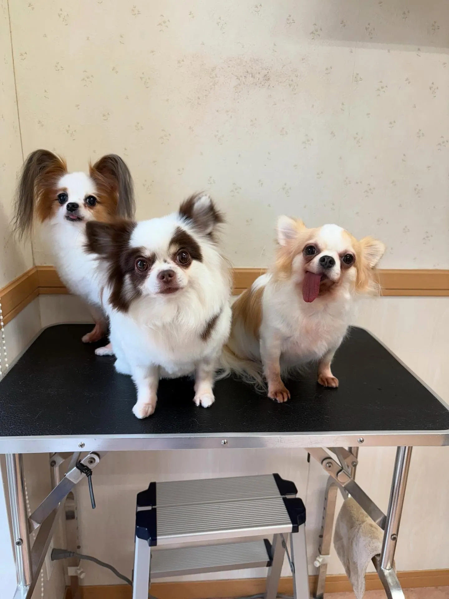 犬のトリミング✂️