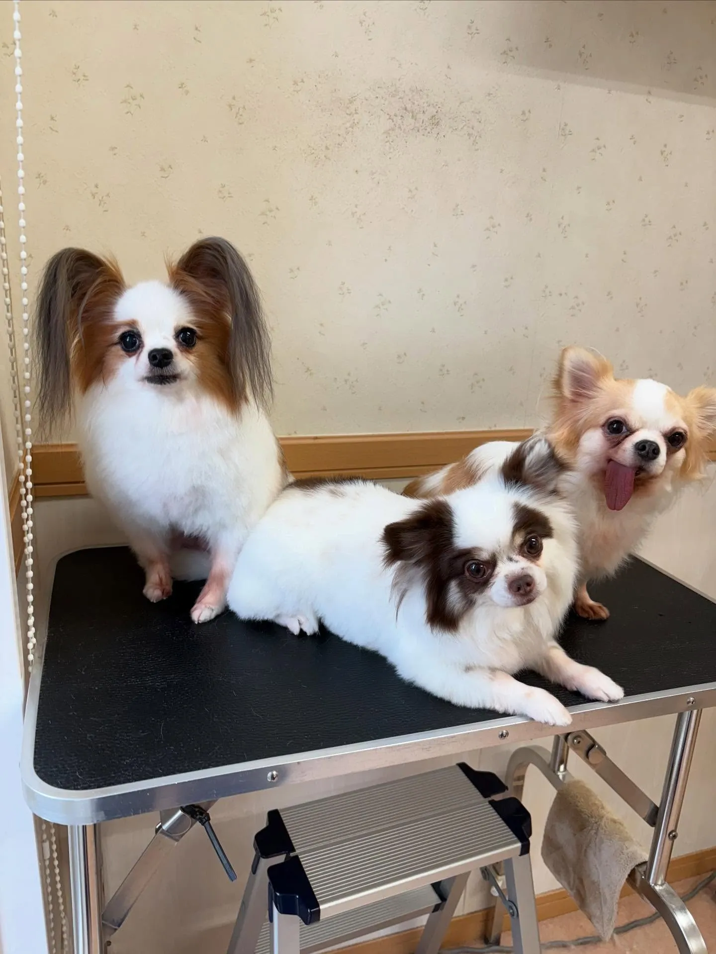 犬のトリミング✂️