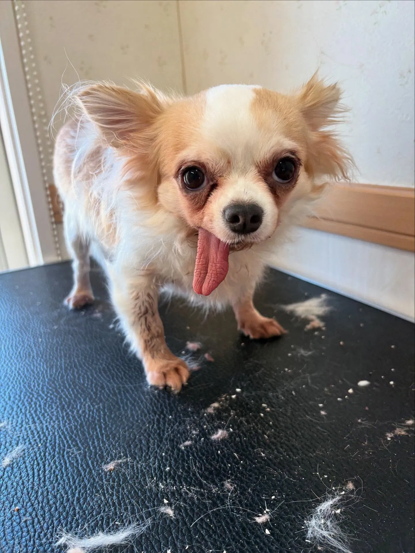 犬のトリミング✂️