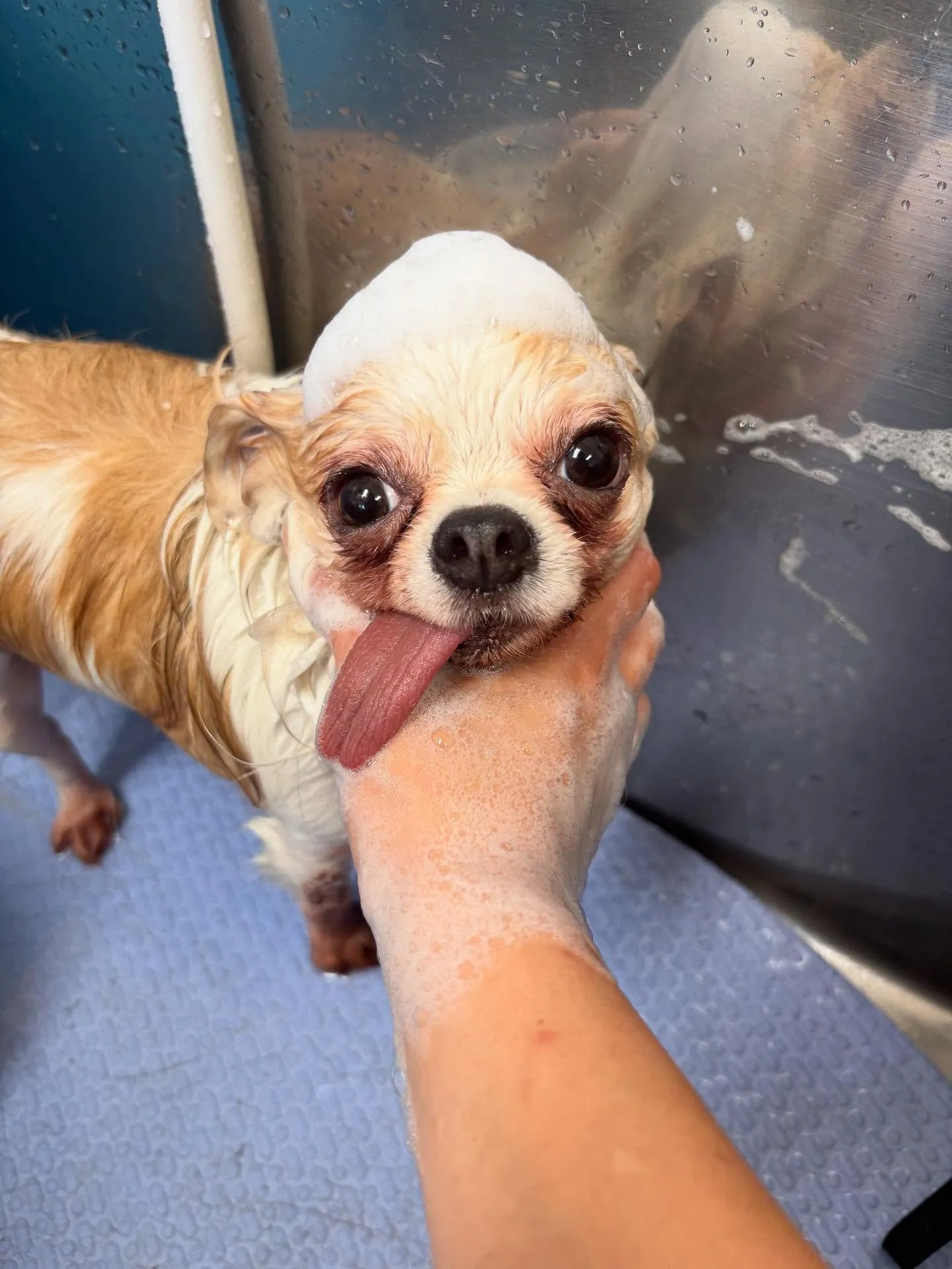 犬のトリミング✂️