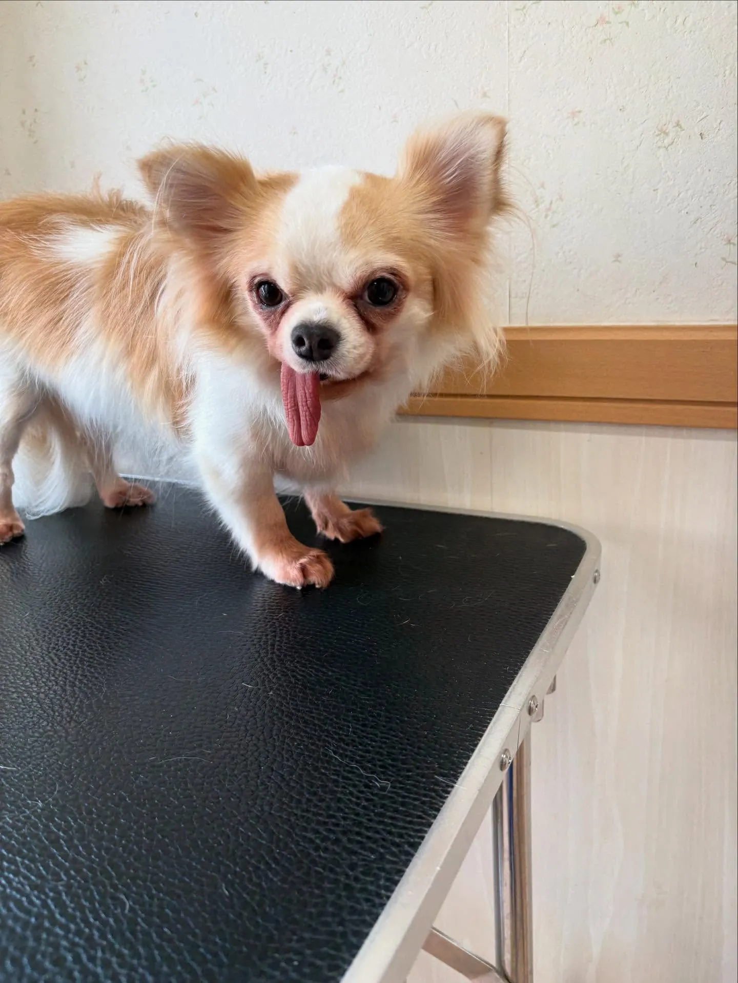 犬のトリミング✂️