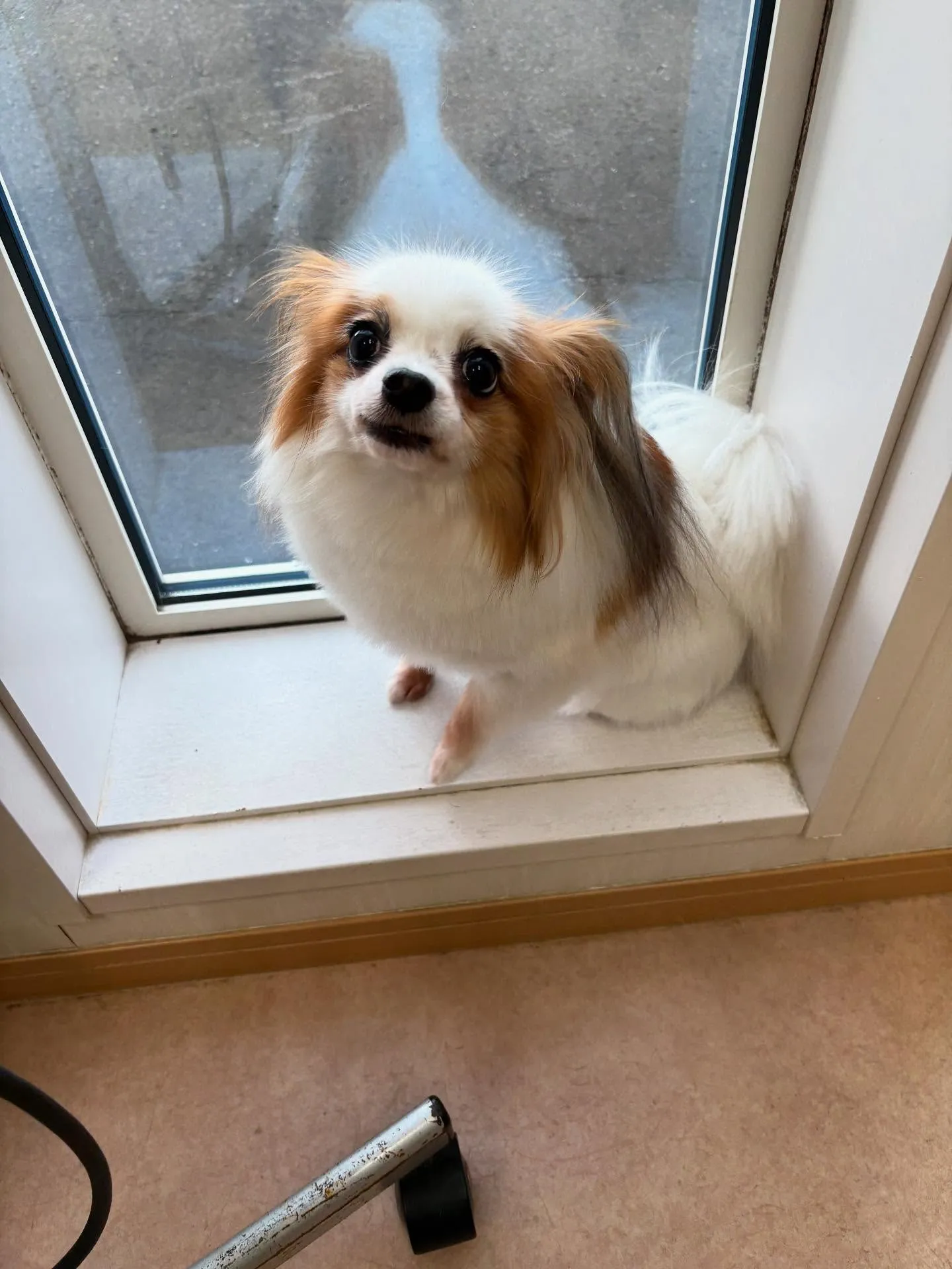 犬のトリミング✂️