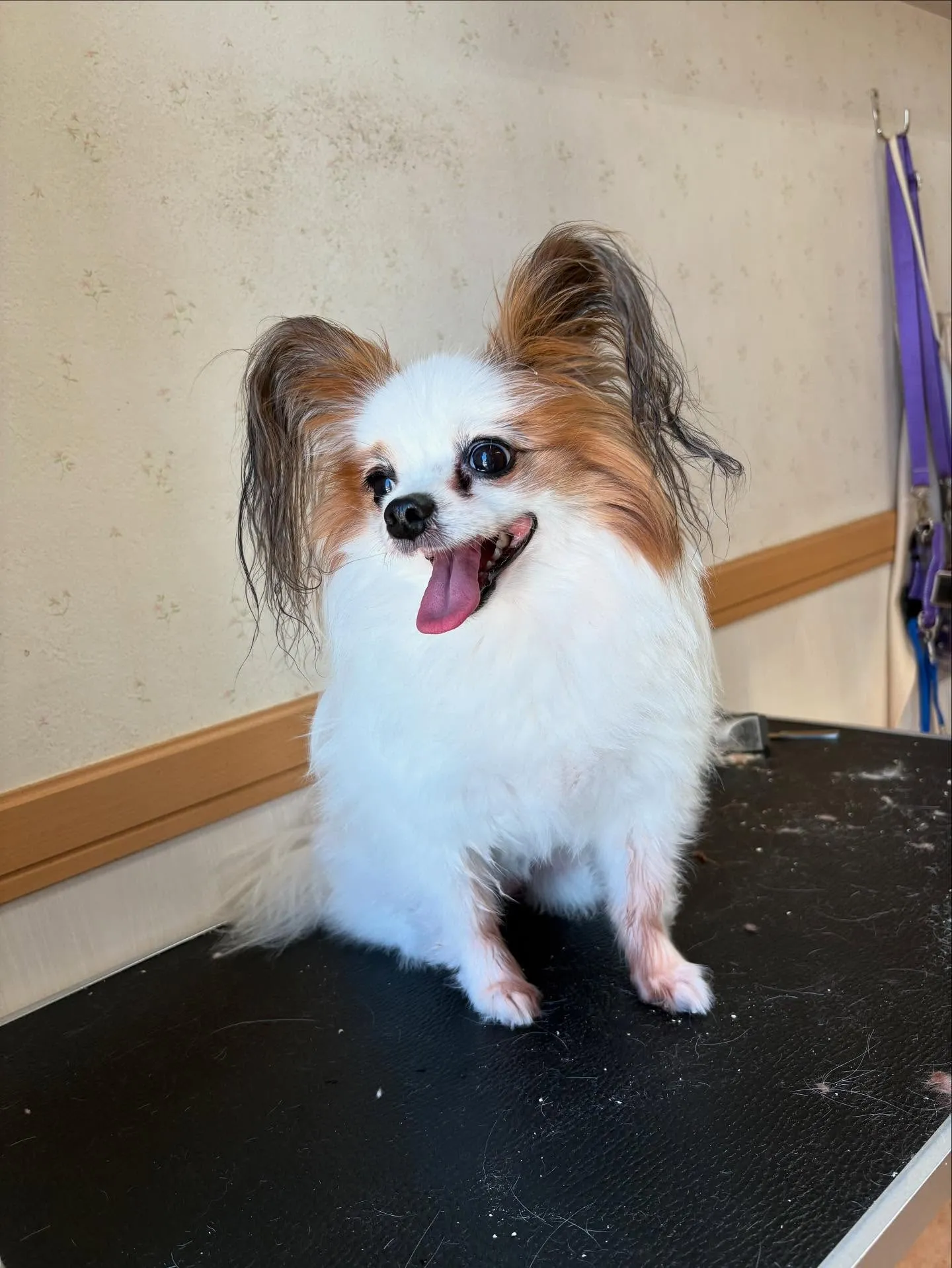 犬のトリミング✂️