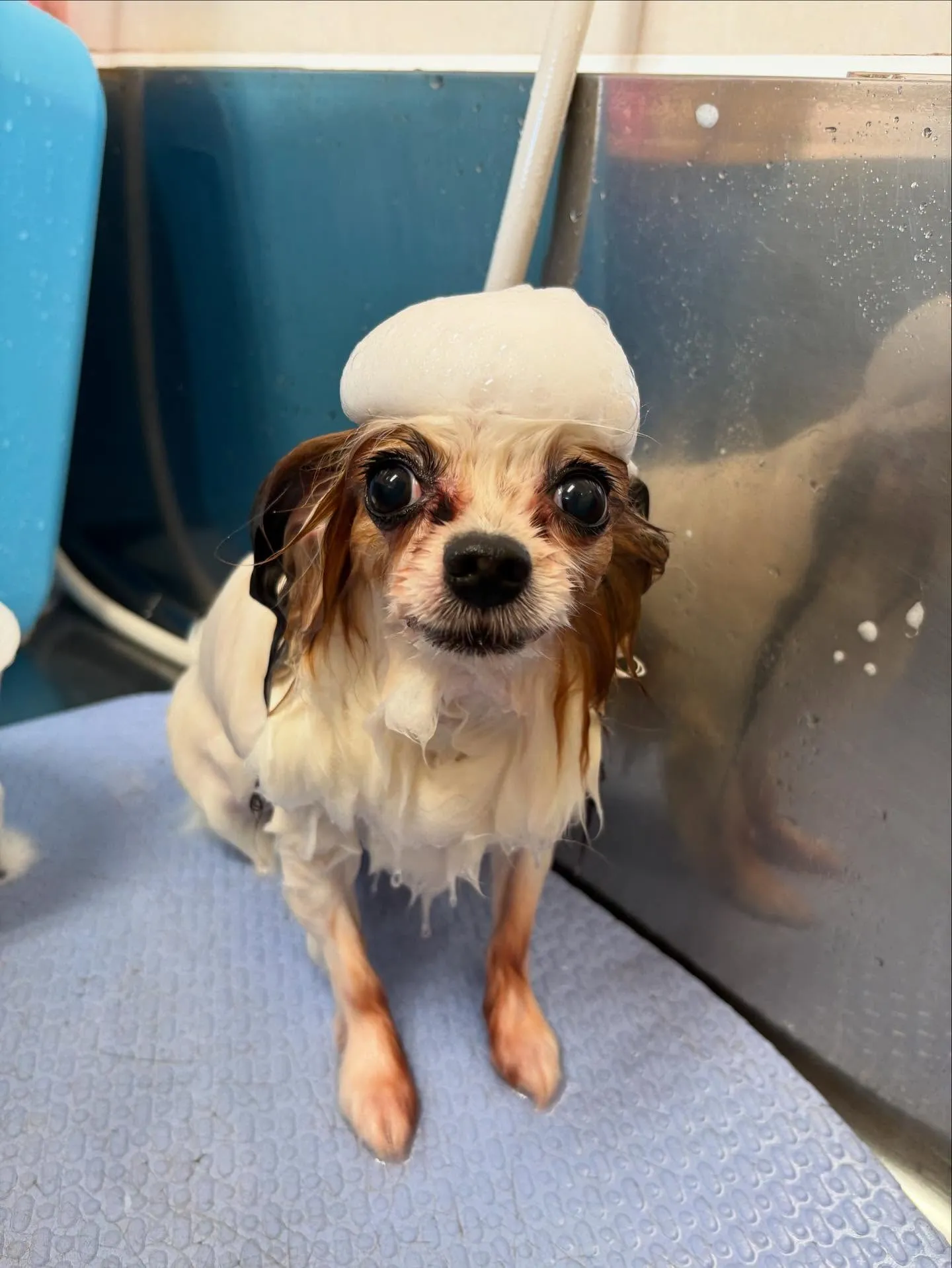 犬のトリミング✂️