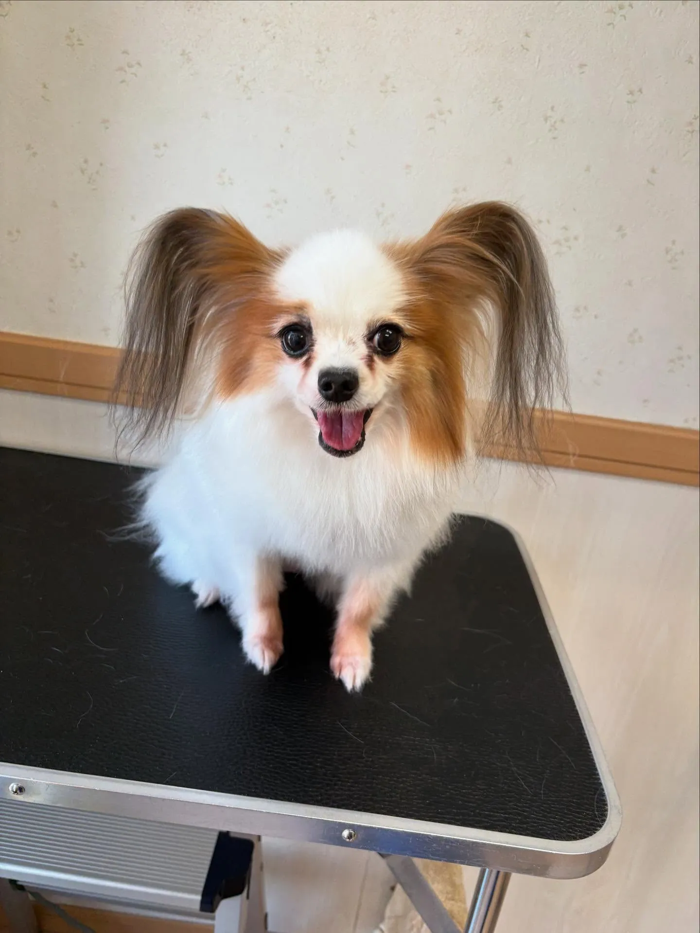 犬のトリミング✂️