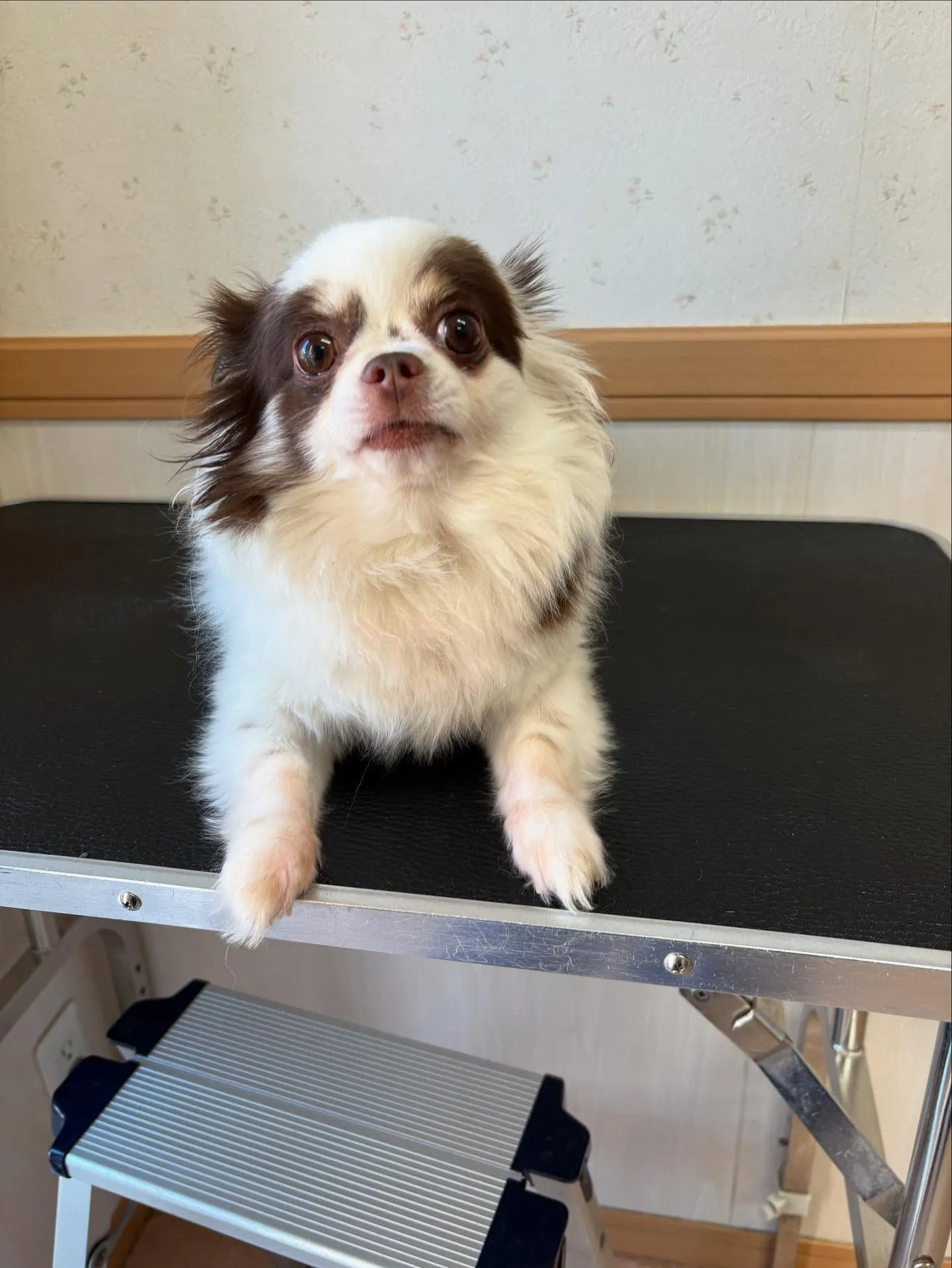 犬のトリミング✂️