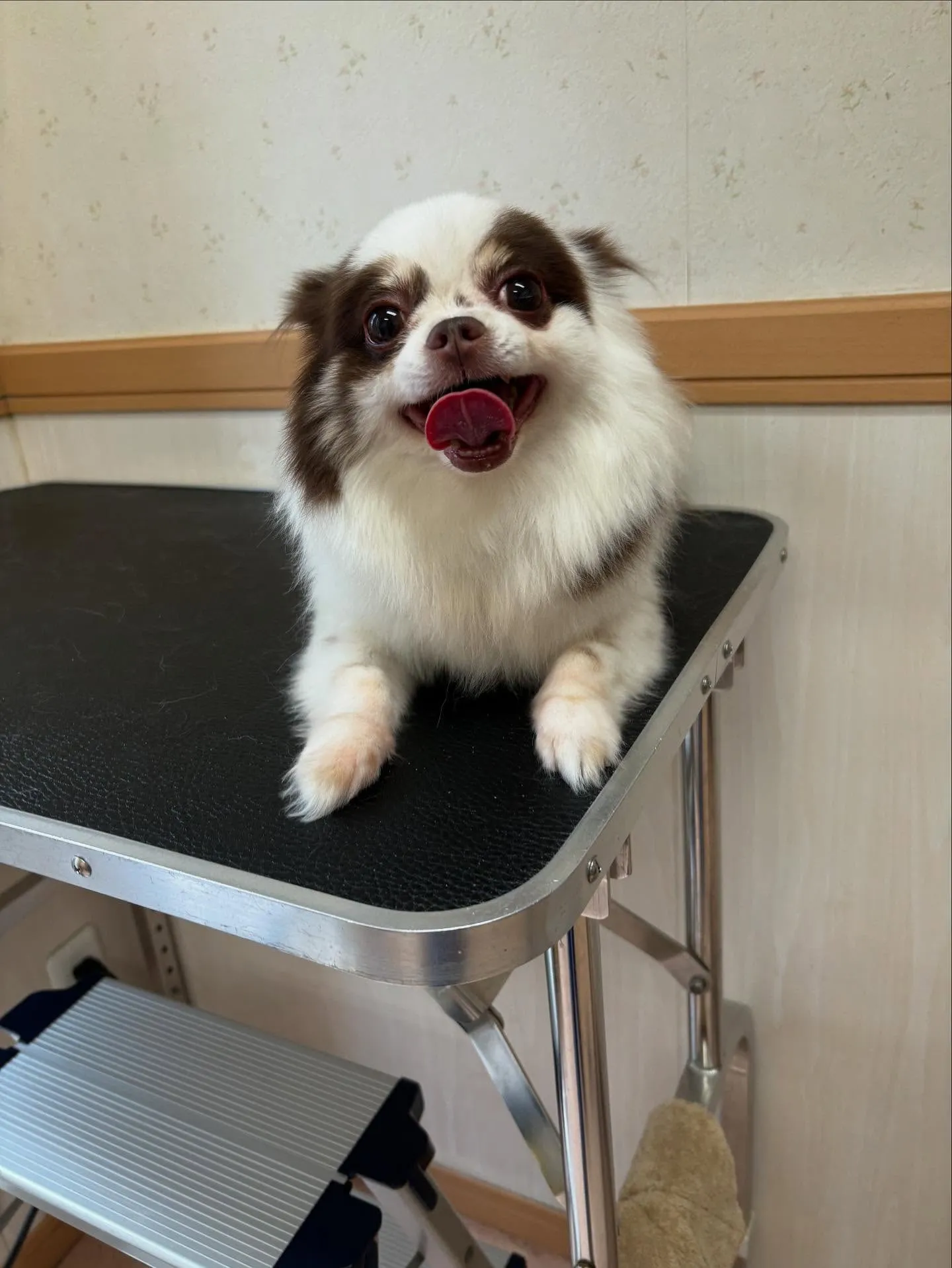 犬のトリミング✂️