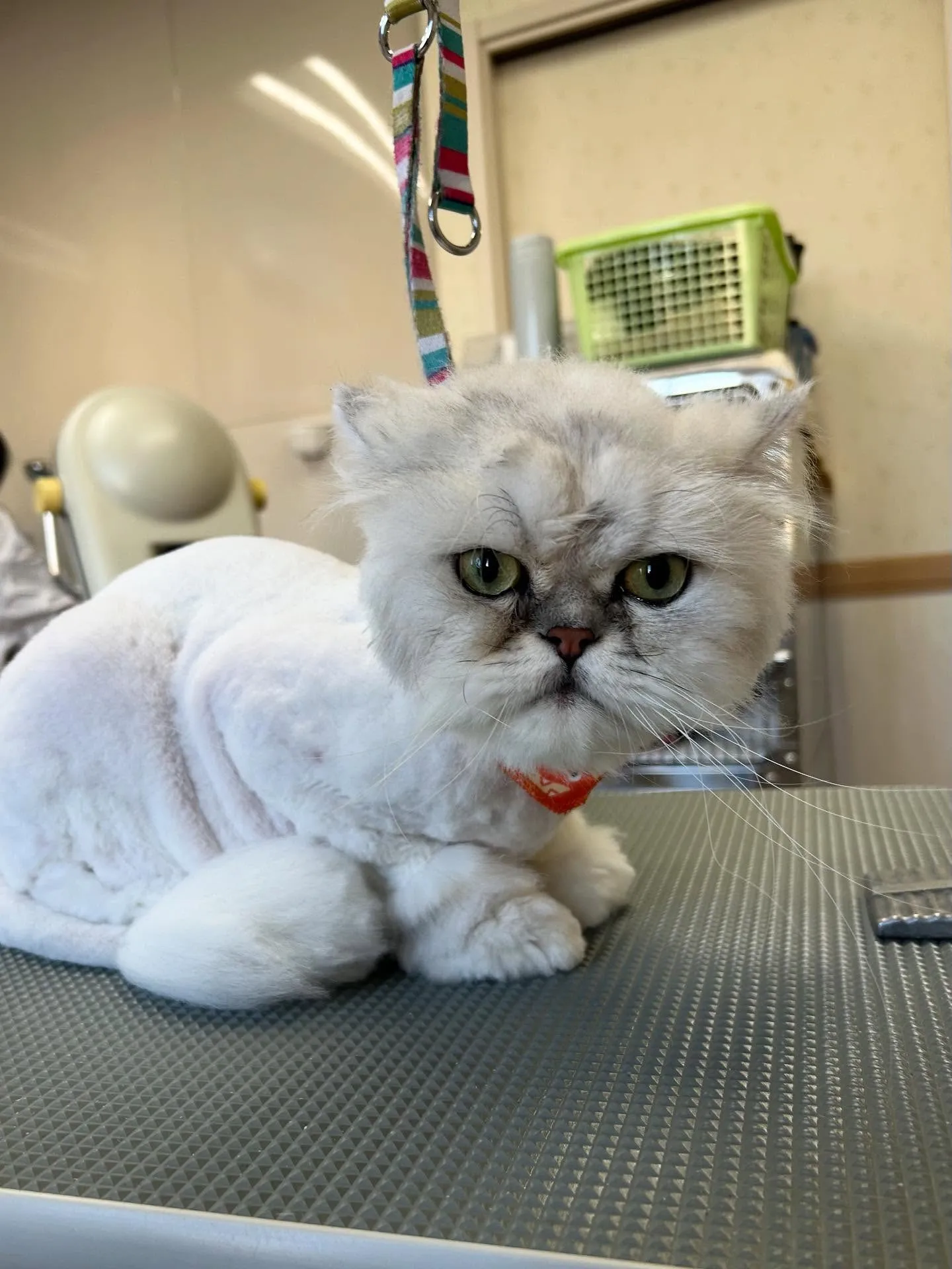 猫のトリミング✂️