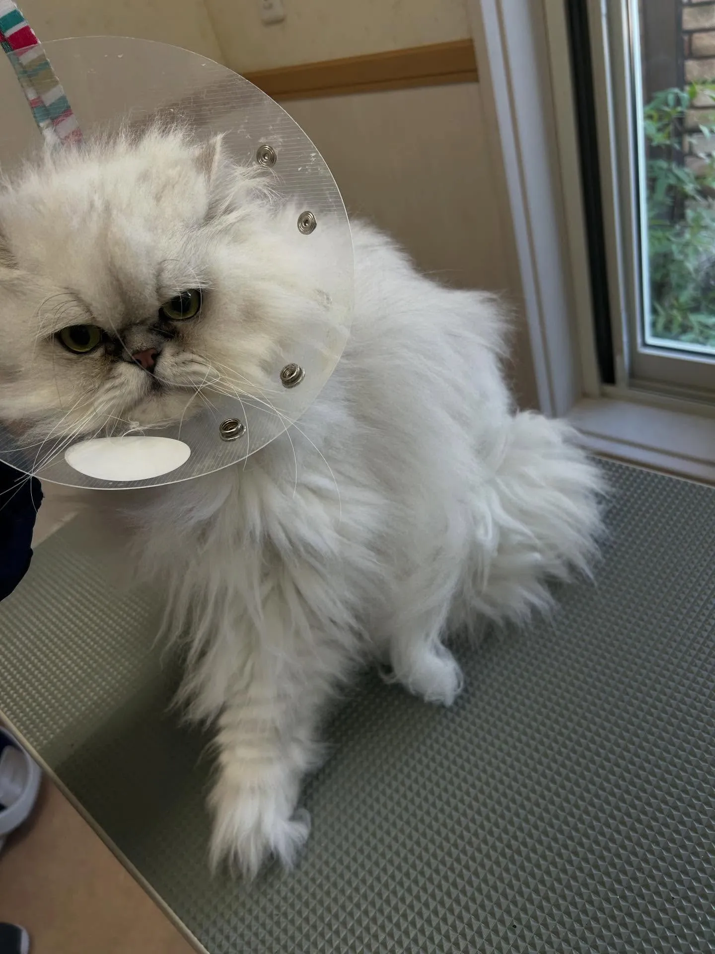 猫のトリミング✂️