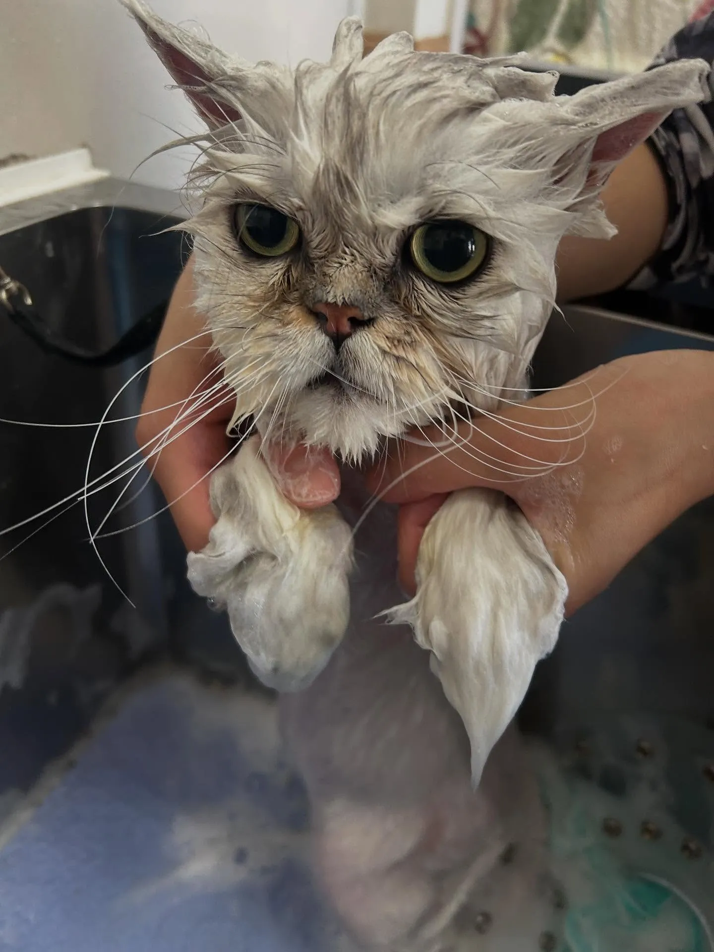 猫のトリミング✂️