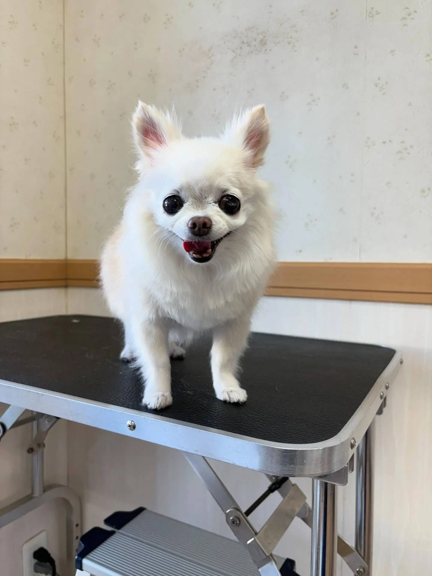 犬のシャンプー🫧