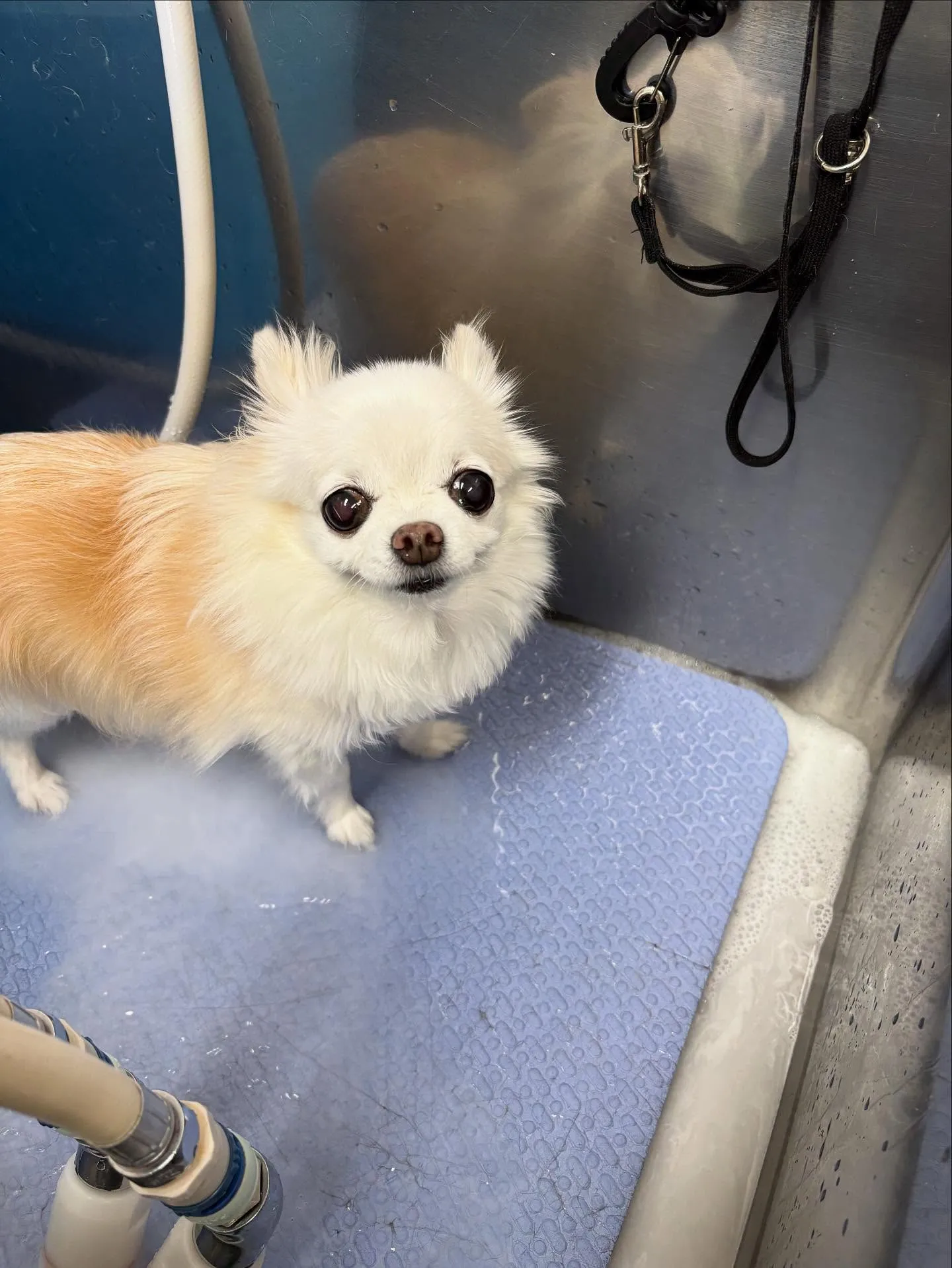 犬のシャンプー🫧