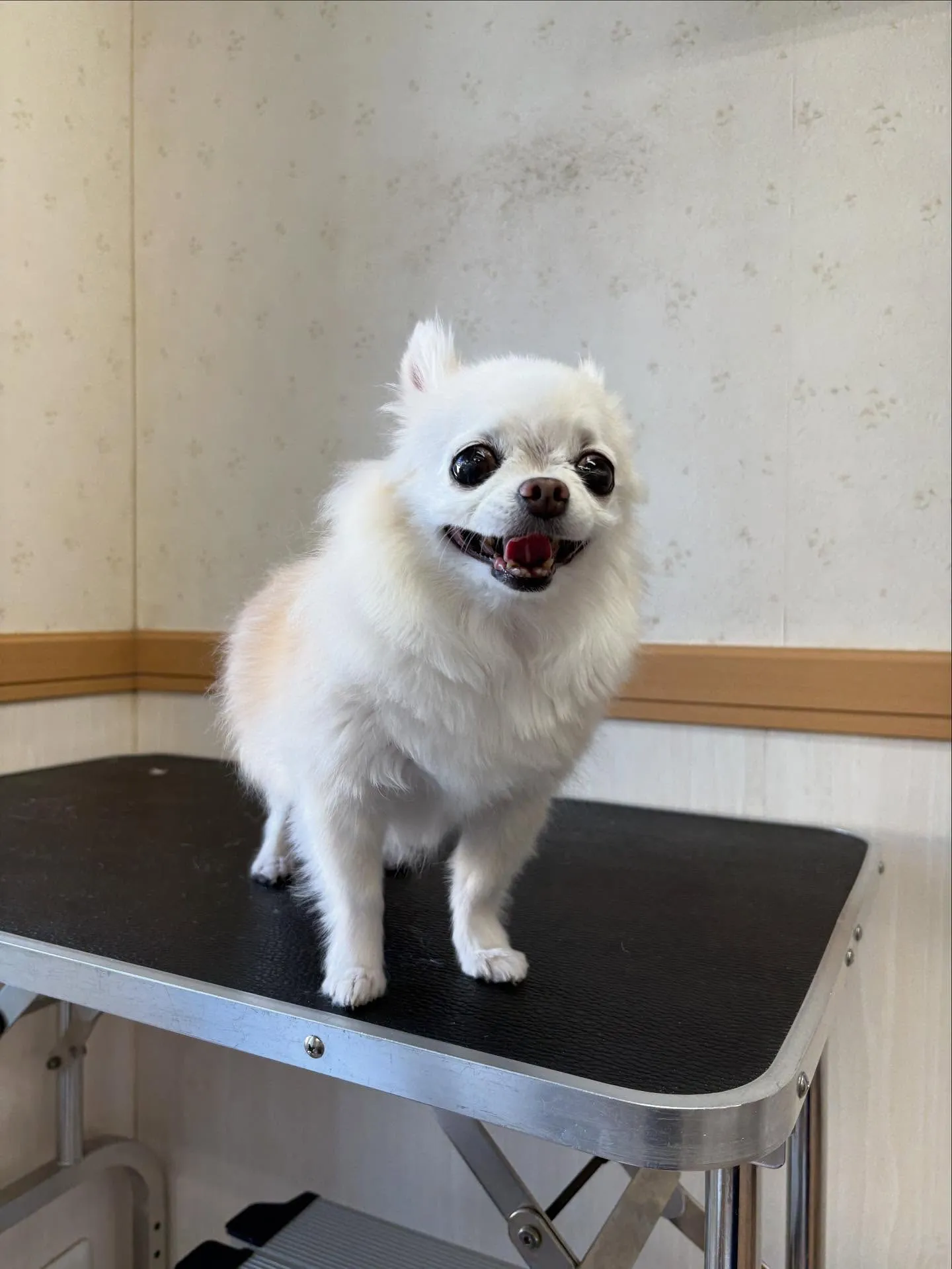 犬のシャンプー🫧