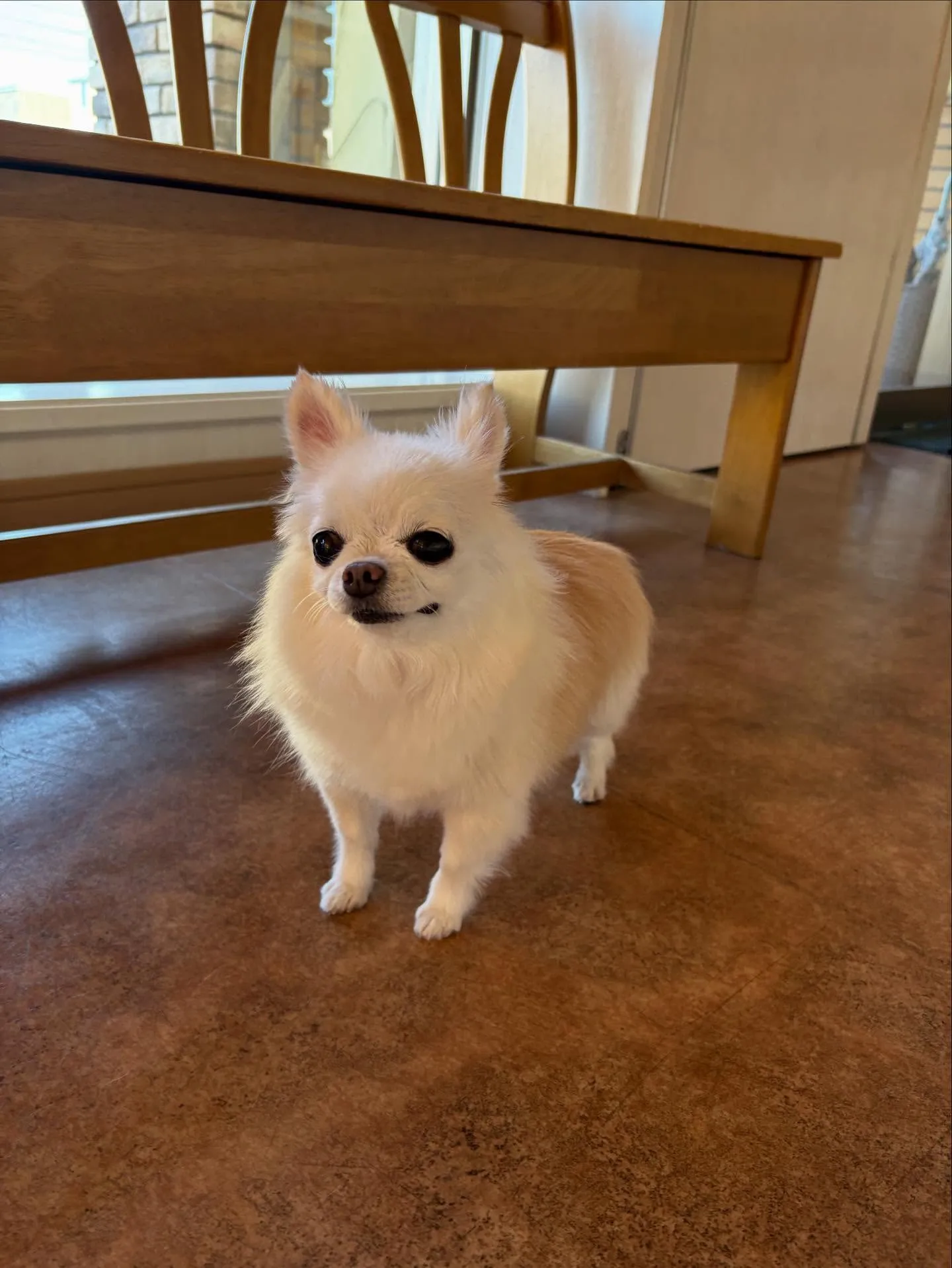 犬のシャンプー🫧
