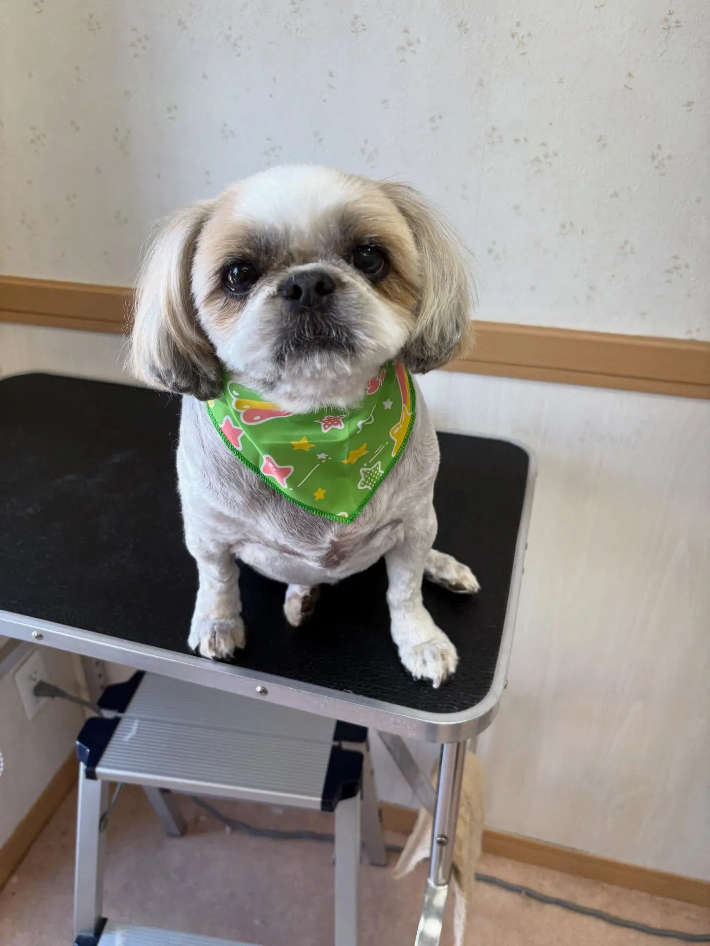 犬のトリミング✂️