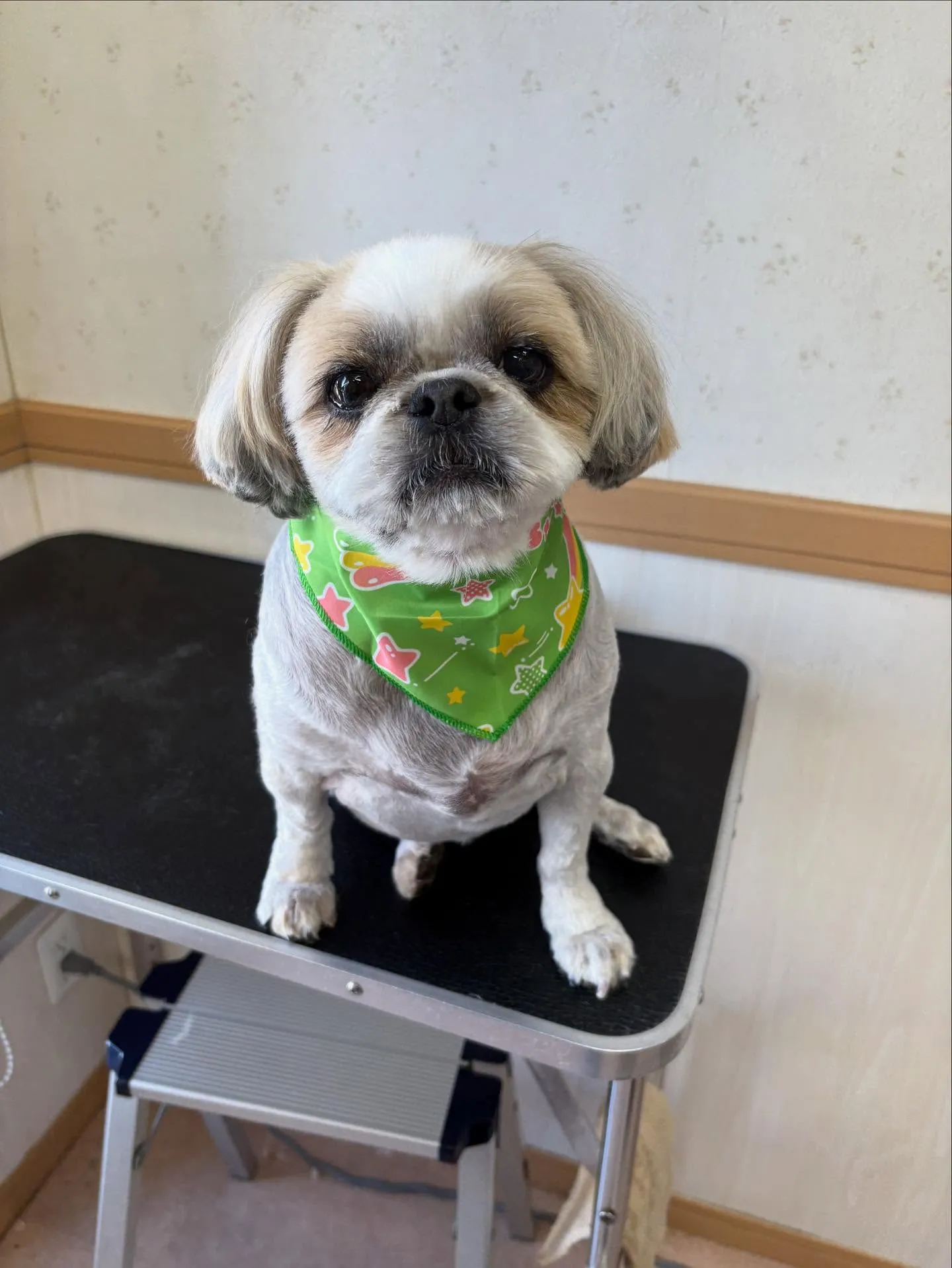 犬のトリミング✂️