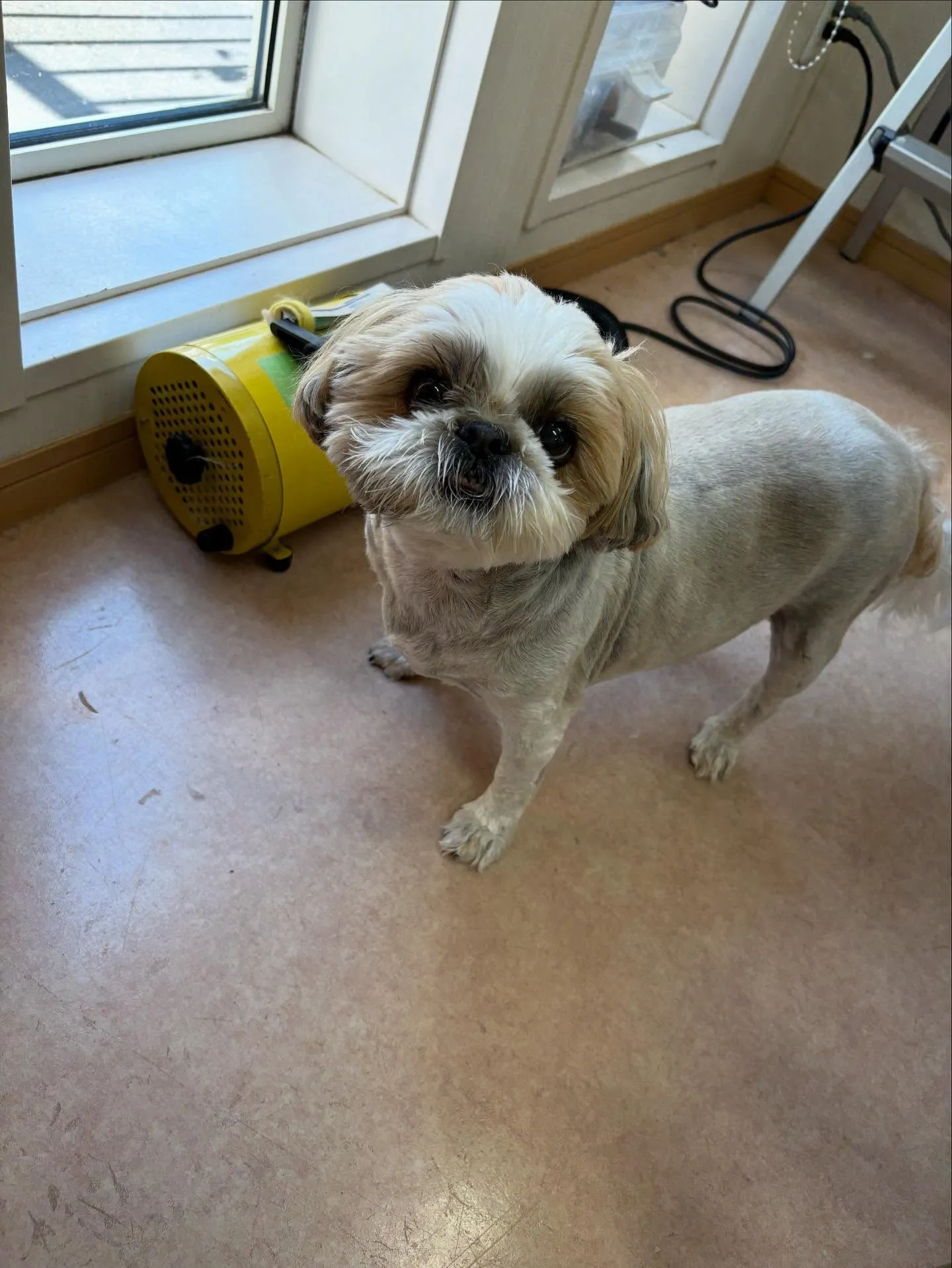犬のトリミング✂️