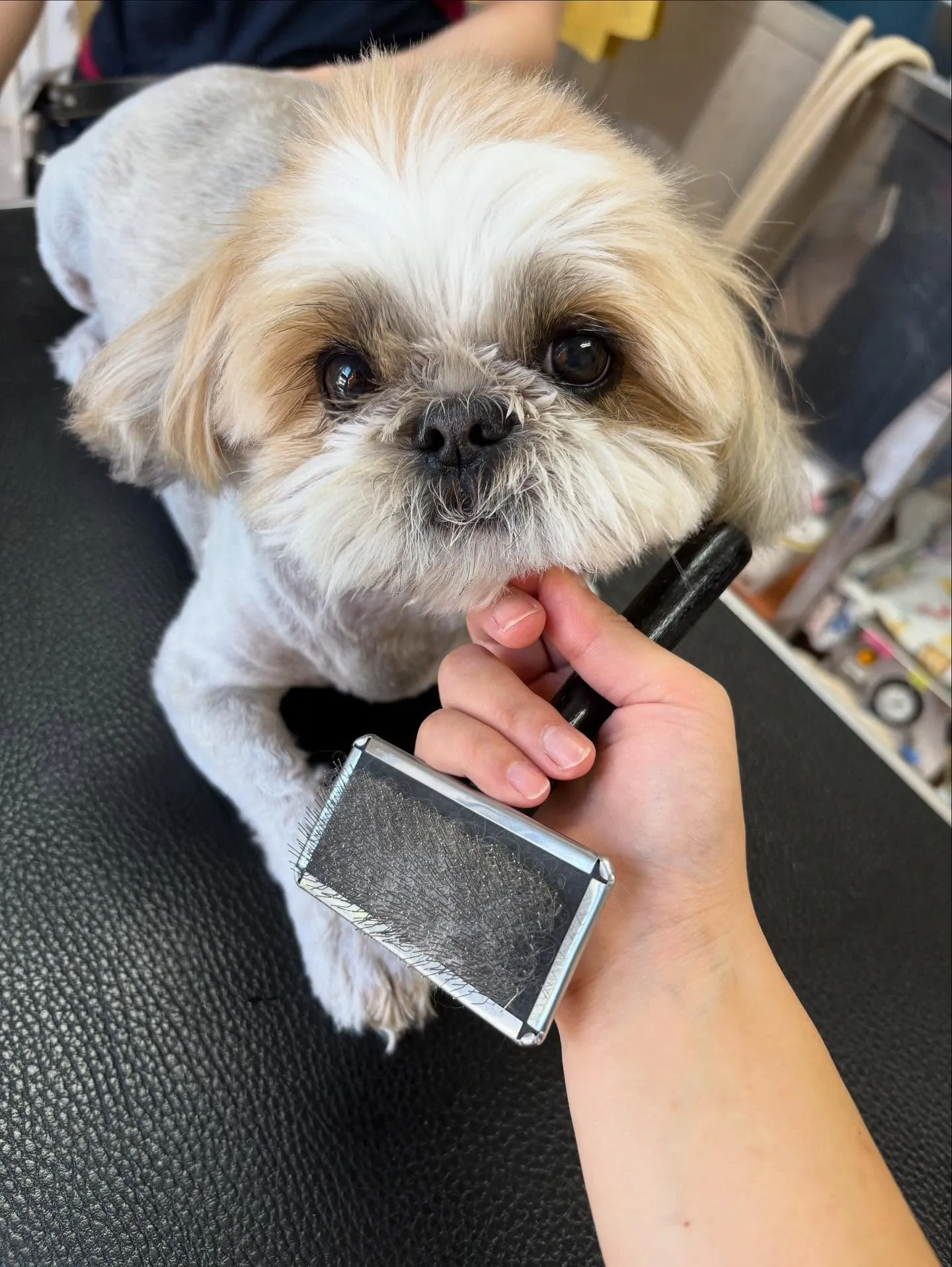 犬のトリミング✂️