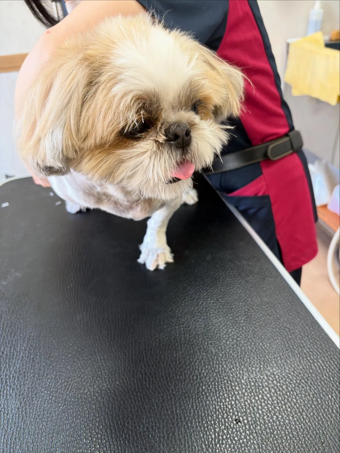 犬のトリミング✂️