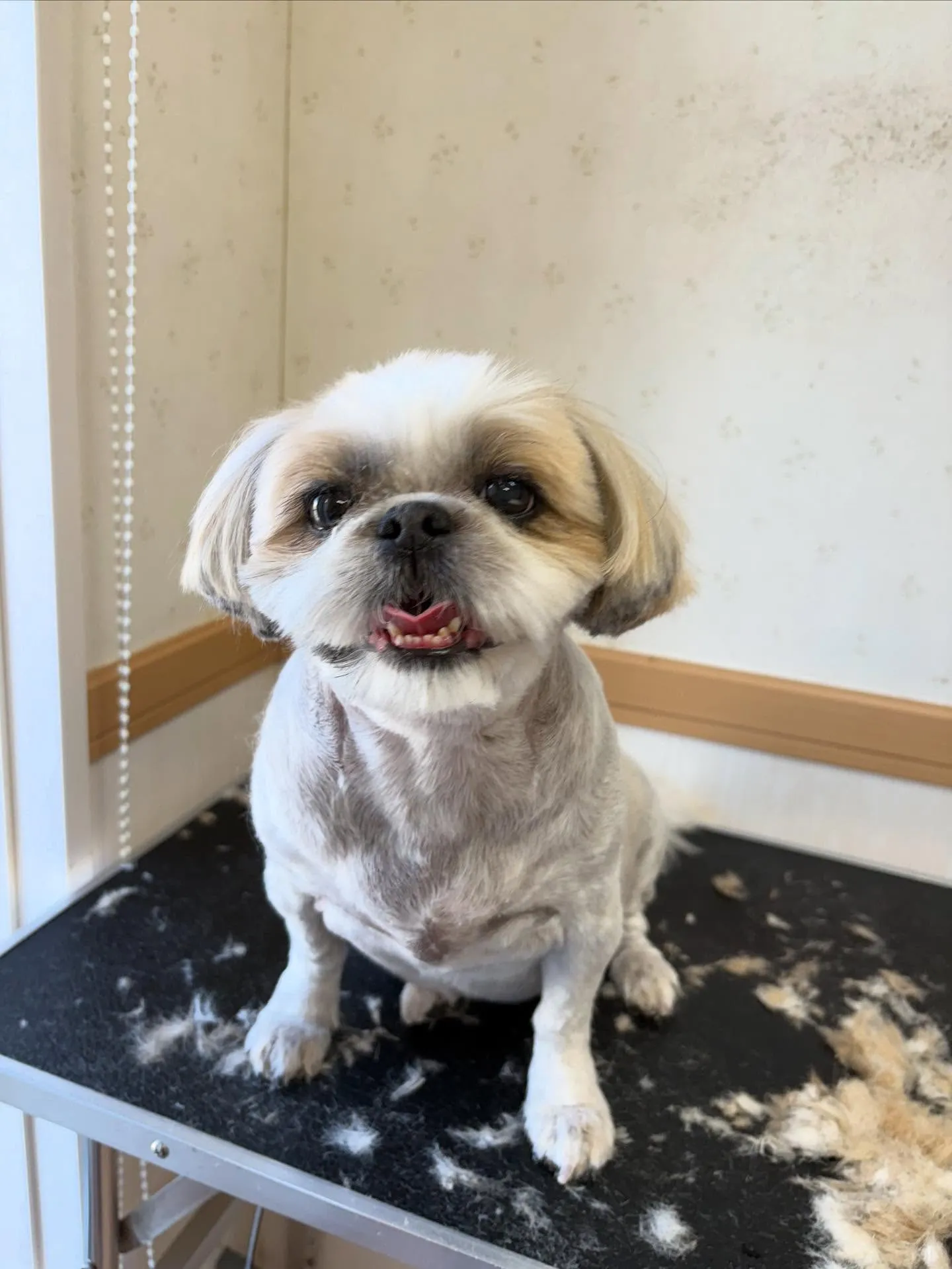 犬のトリミング✂️