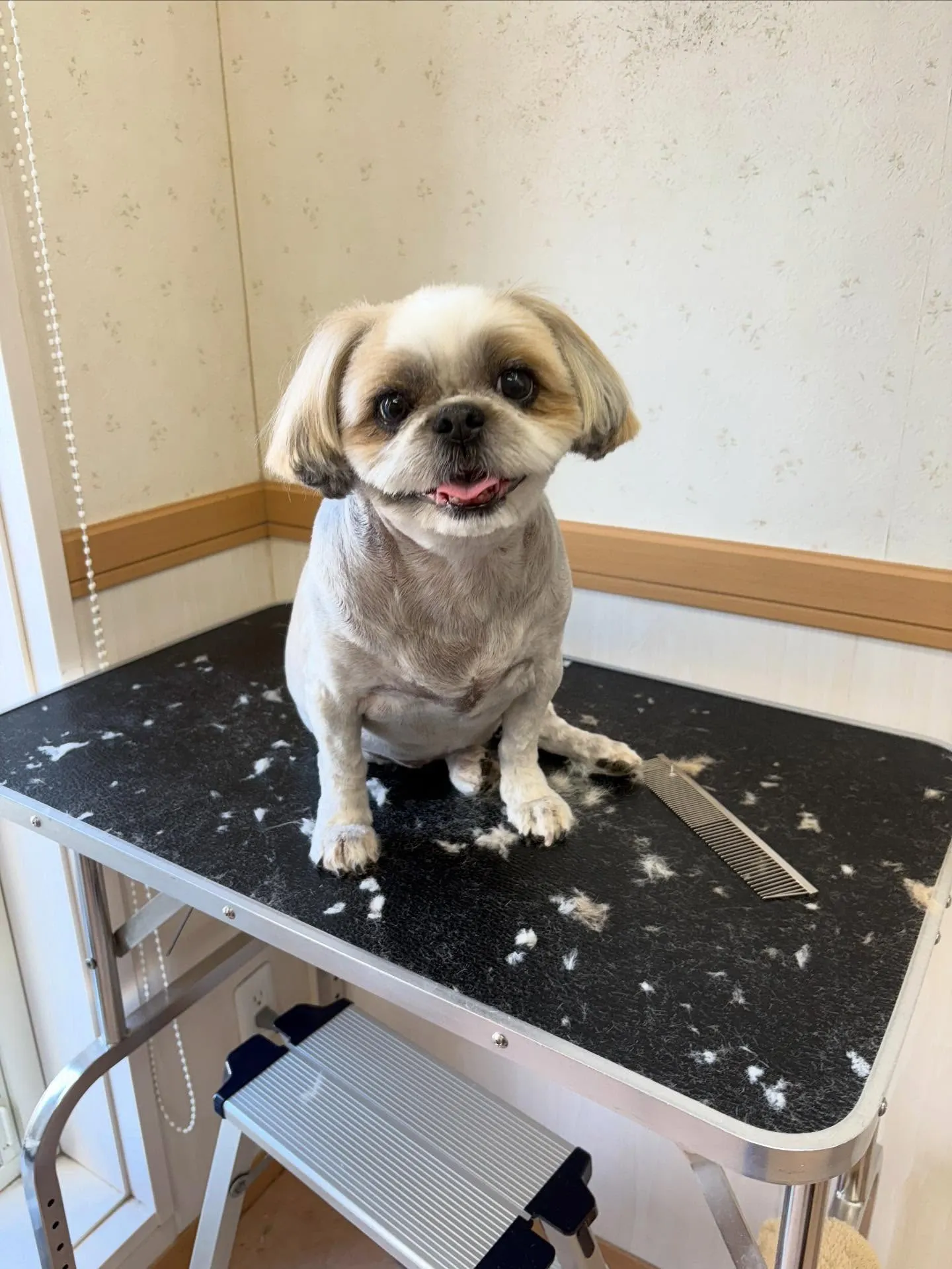 犬のトリミング✂️