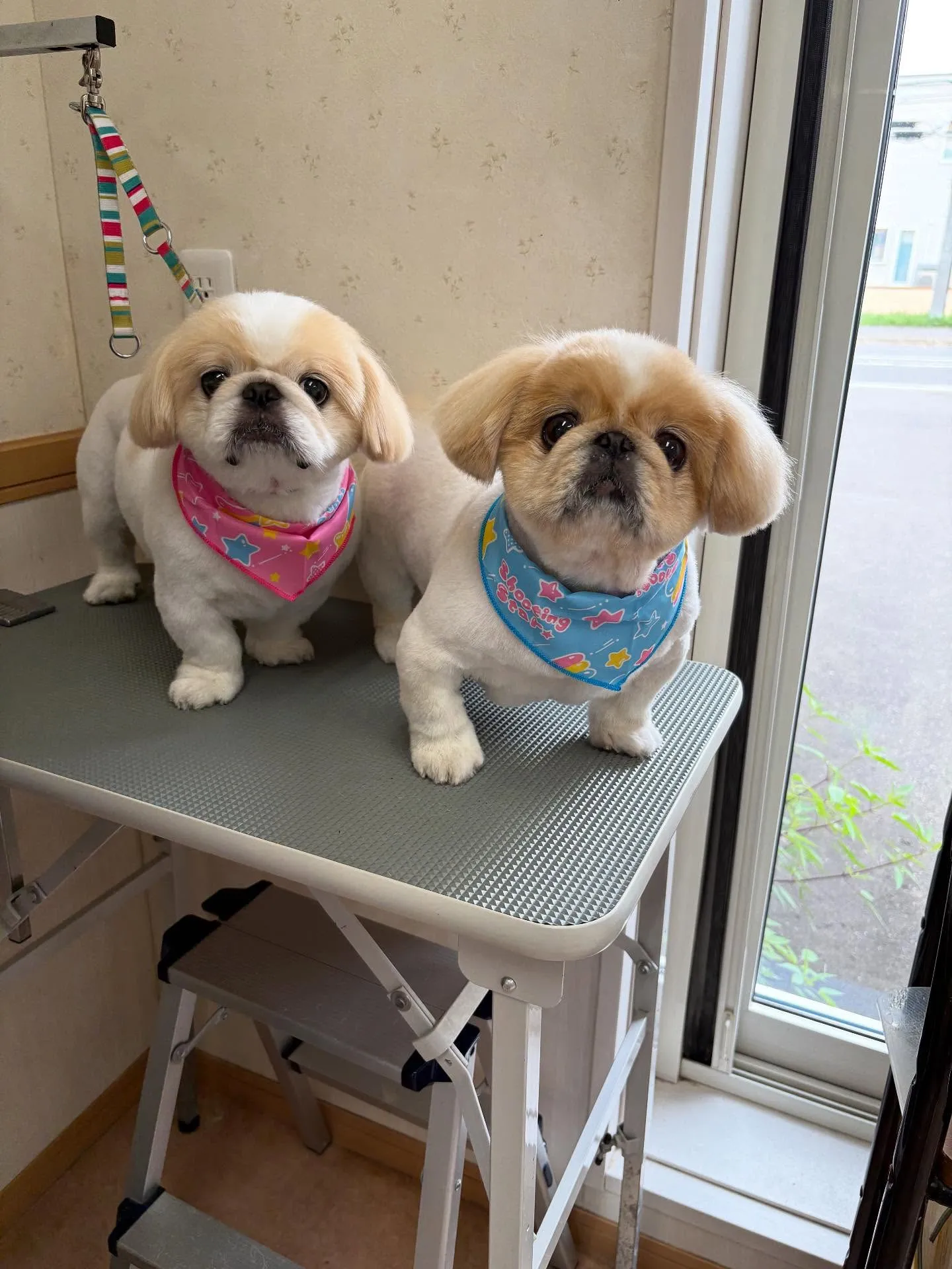 犬のトリミング✂️