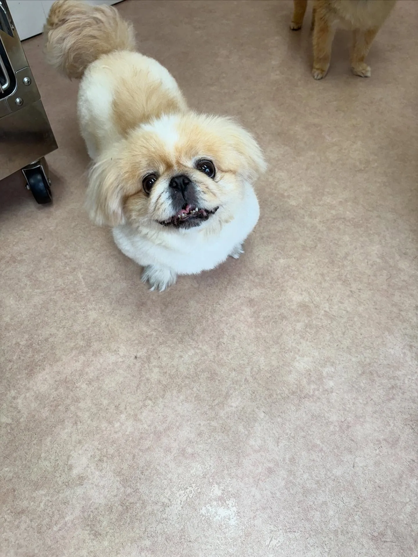 犬のトリミング✂️