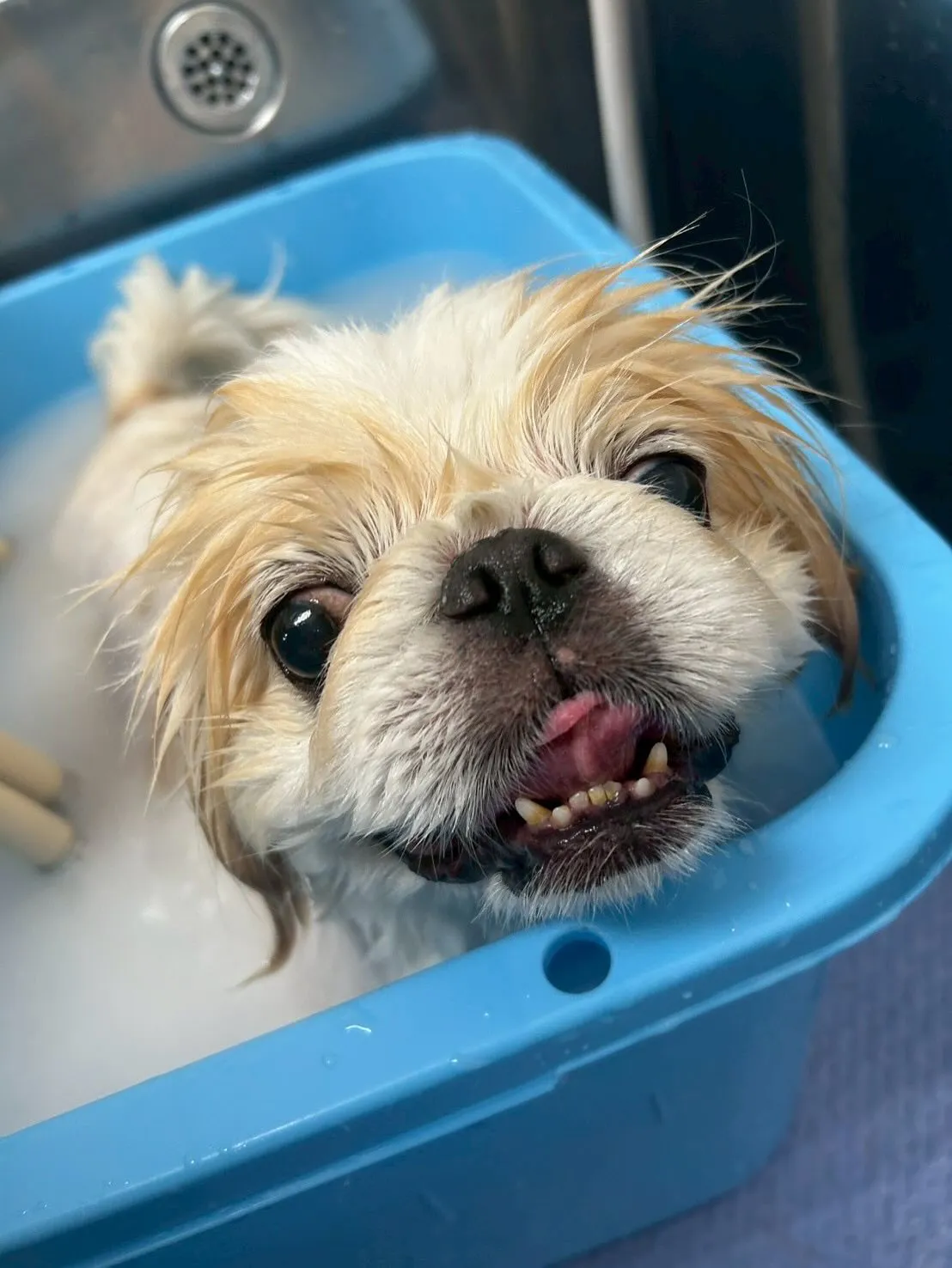 犬のトリミング✂️